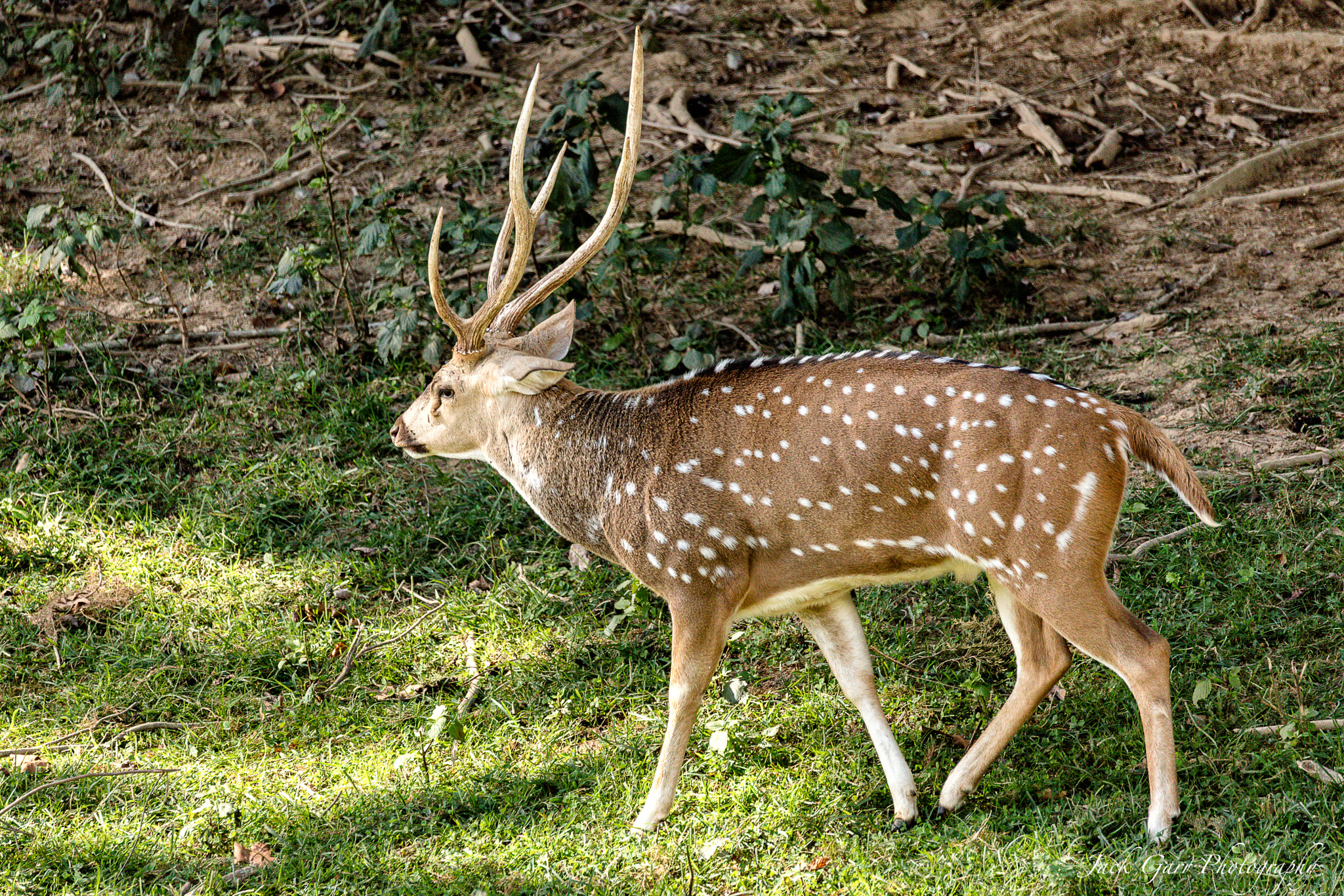 Canon EOS 5DS + 150-600mm F5-6.3 DG OS HSM | Sports 014 sample photo. Buck chital deer photography