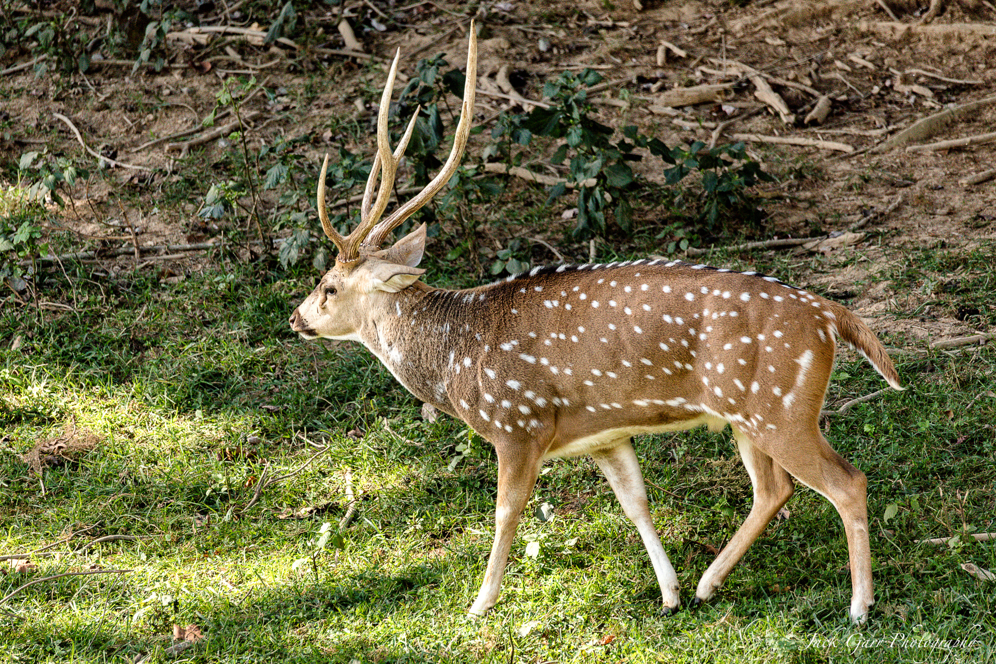 150-600mm F5-6.3 DG OS HSM | Sports 014 sample photo. Buck chital deer photography