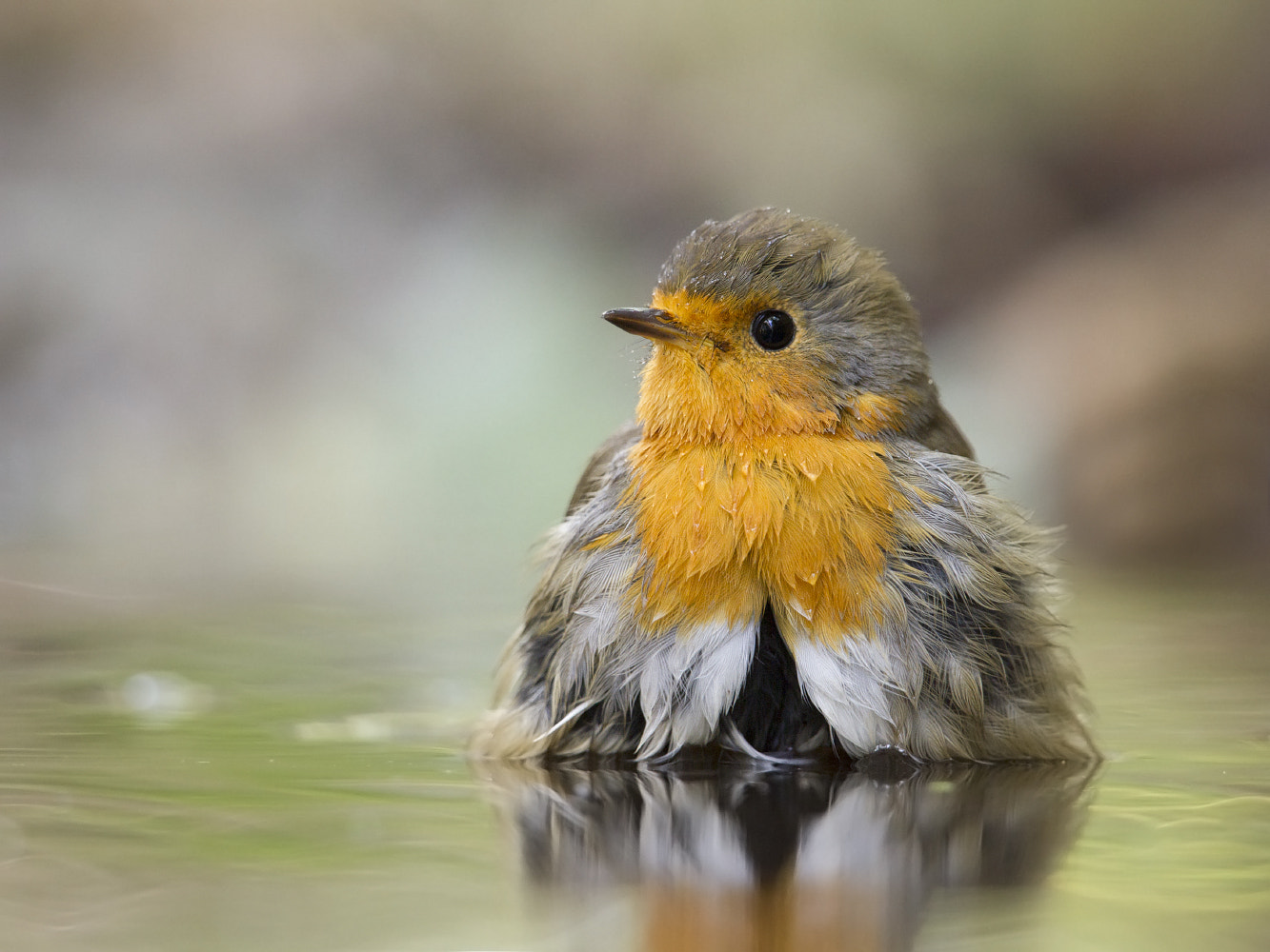 Canon EOS 7D + Canon EF 300mm F2.8L IS II USM sample photo. Bathing robin photography