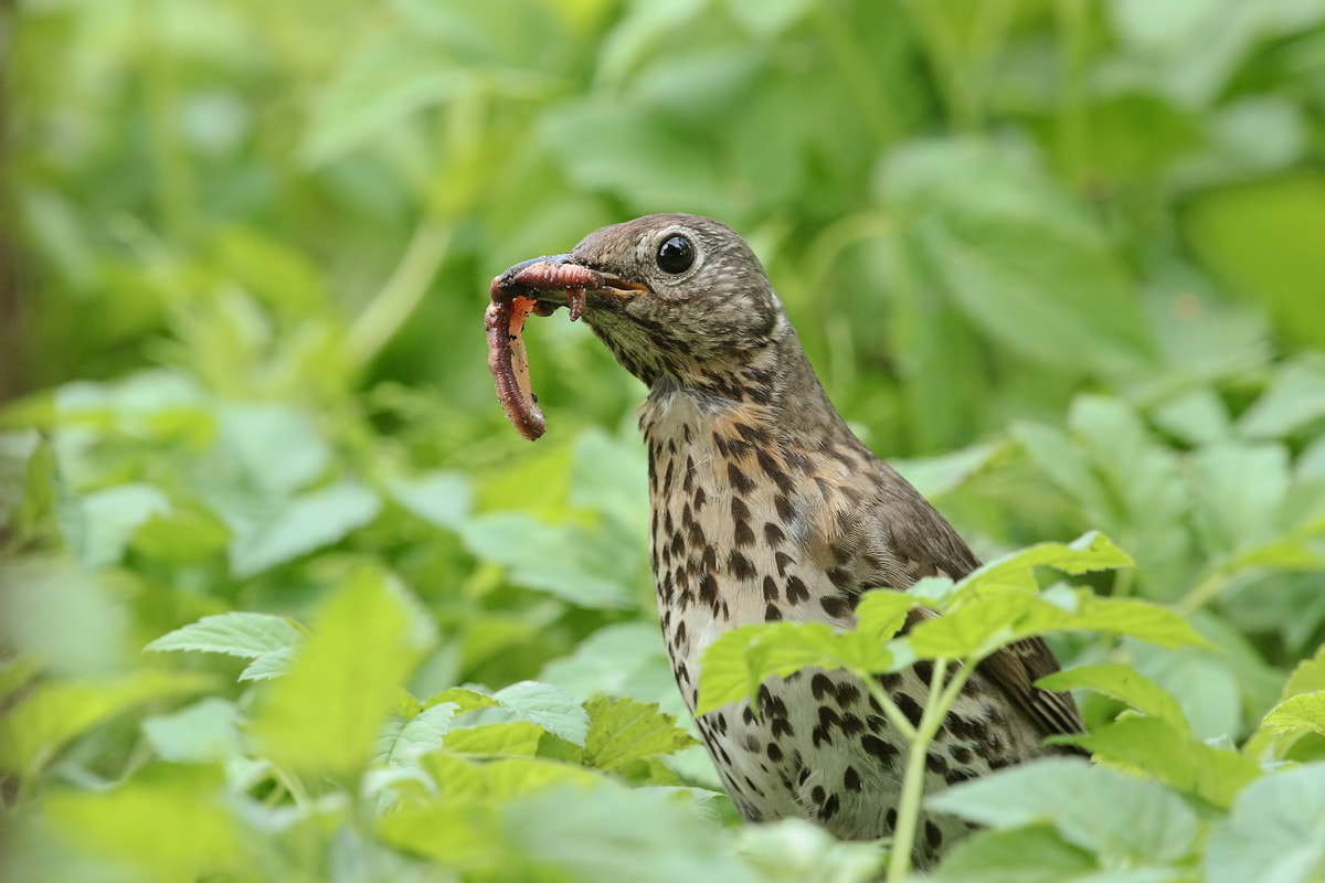 Canon EF 300mm F2.8L IS II USM sample photo. Fresh dinner photography