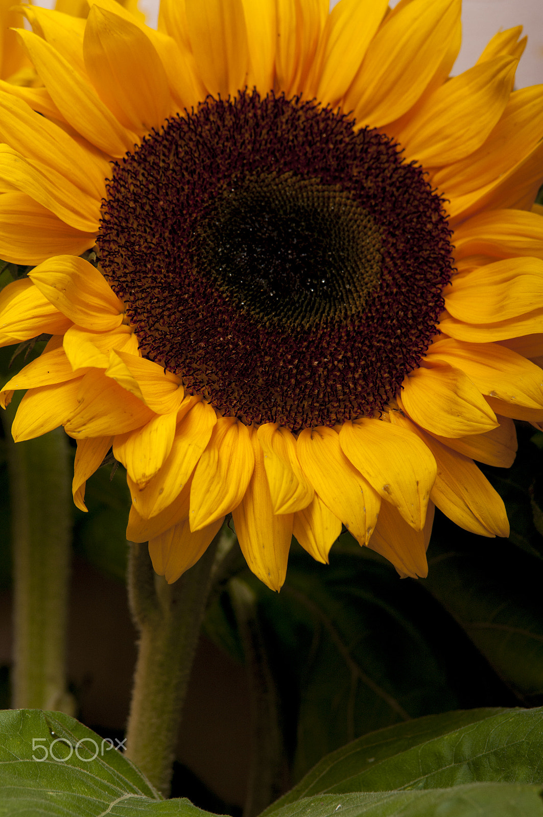 Pentax K20D + Tamron SP AF 70-200mm F2.8 Di LD (IF) MACRO sample photo. Sunflower photography
