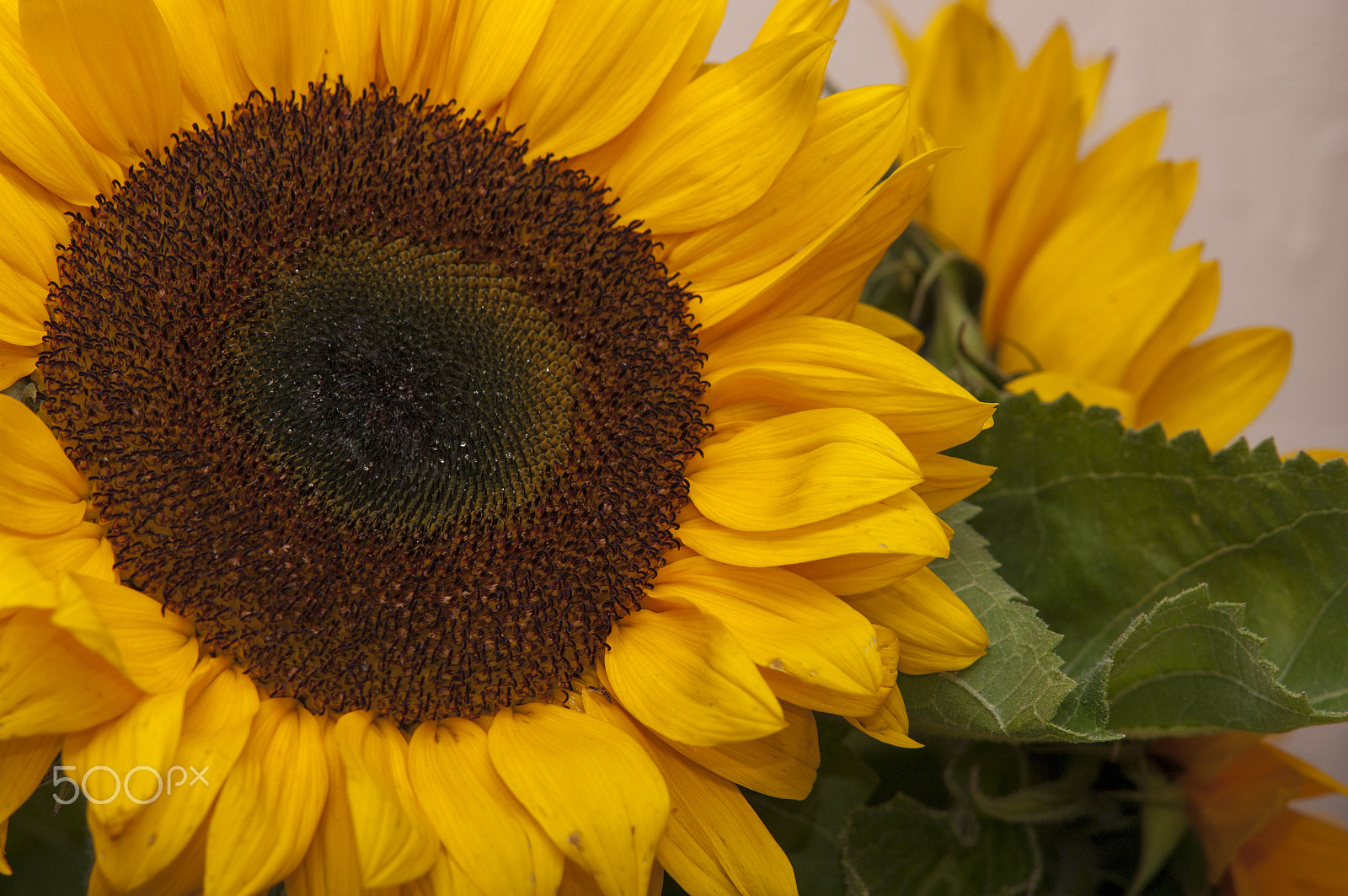 Pentax K20D sample photo. Sunflower photography