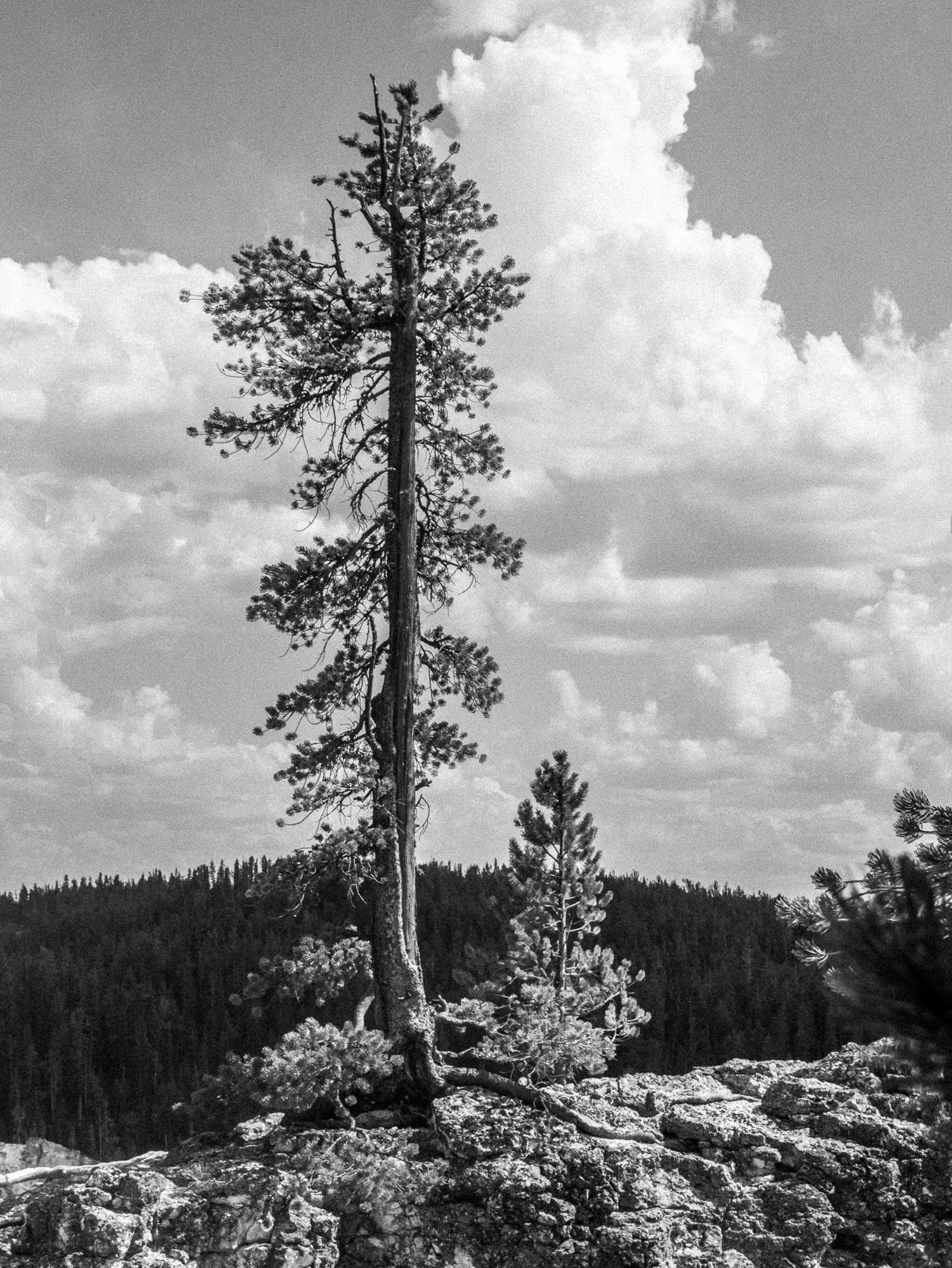 Panasonic Lumix DMC-GX1 sample photo. Pine tree, grand canyon of the yellowstone photography