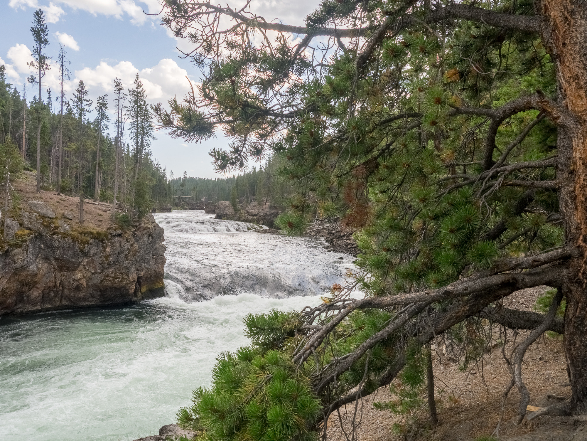 Panasonic Lumix DMC-GX1 sample photo. Trees along the brink of the upper falls, yellowstone national park photography