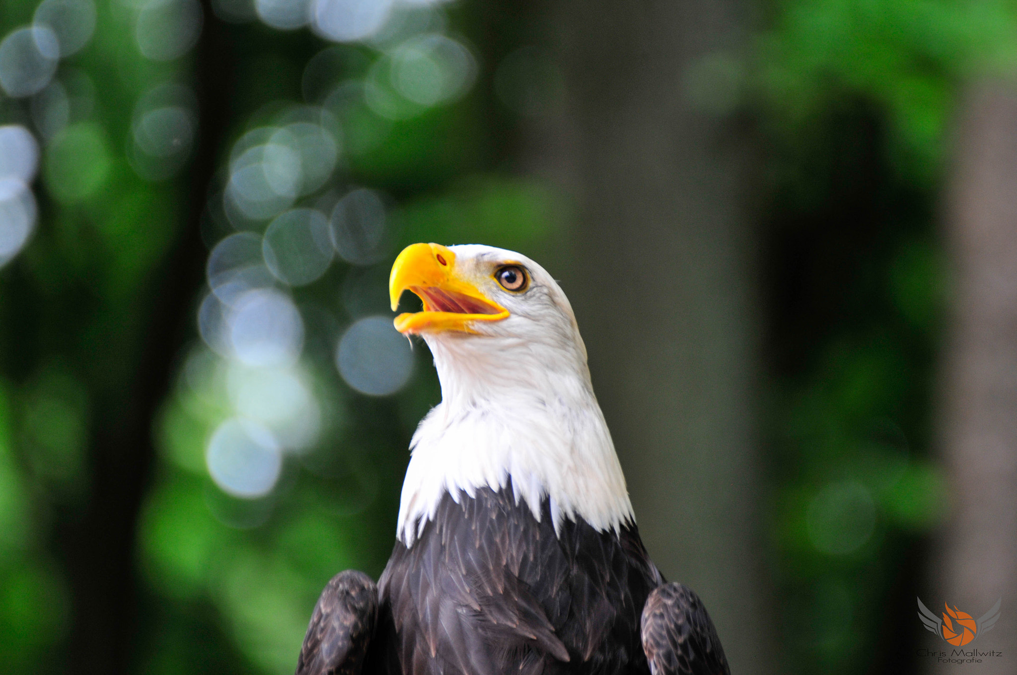 Nikon D300 sample photo. Eagle photography