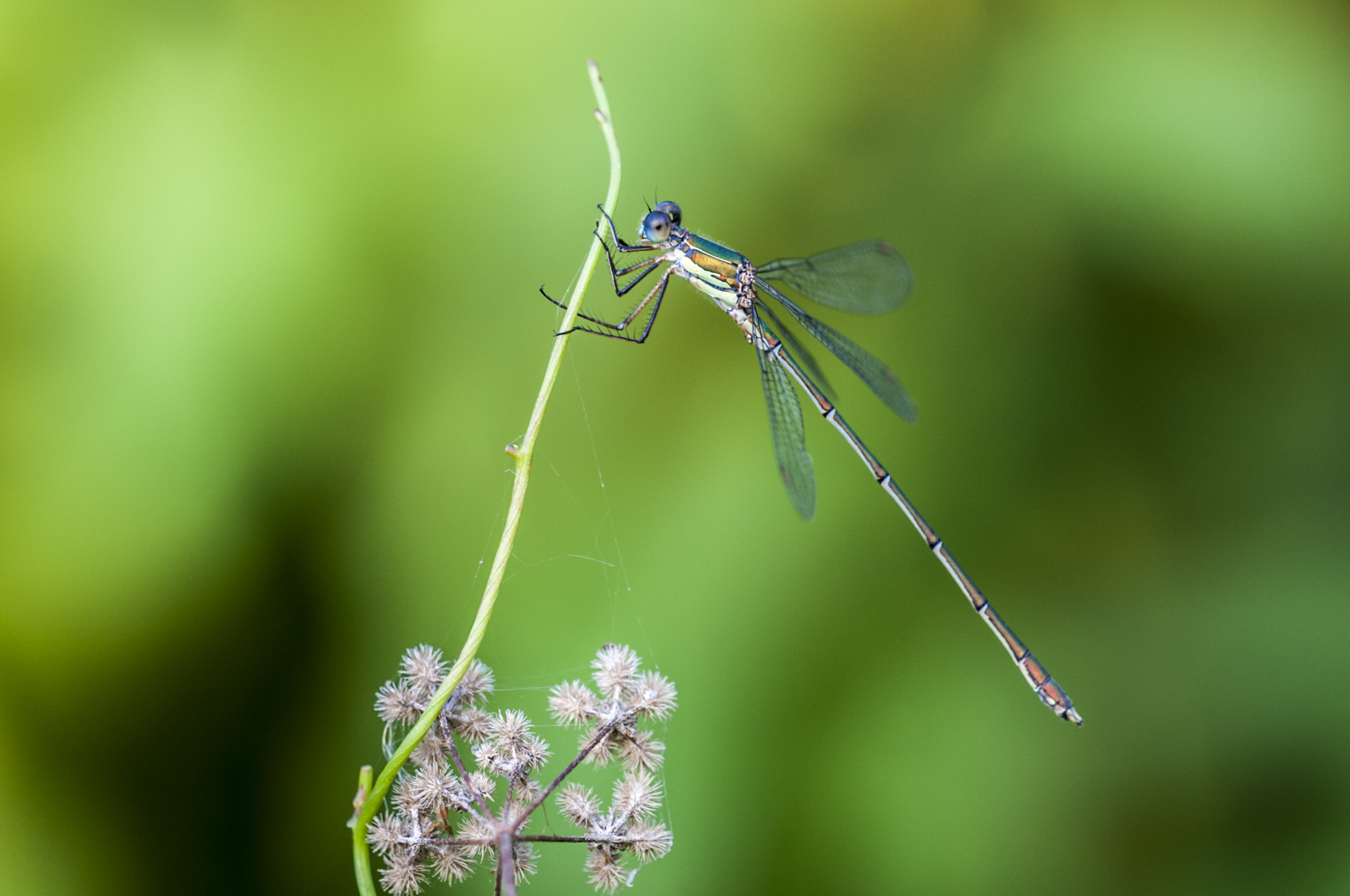 Sigma APO Macro 180mm F3.5 EX DG HSM sample photo. Diablillo photography