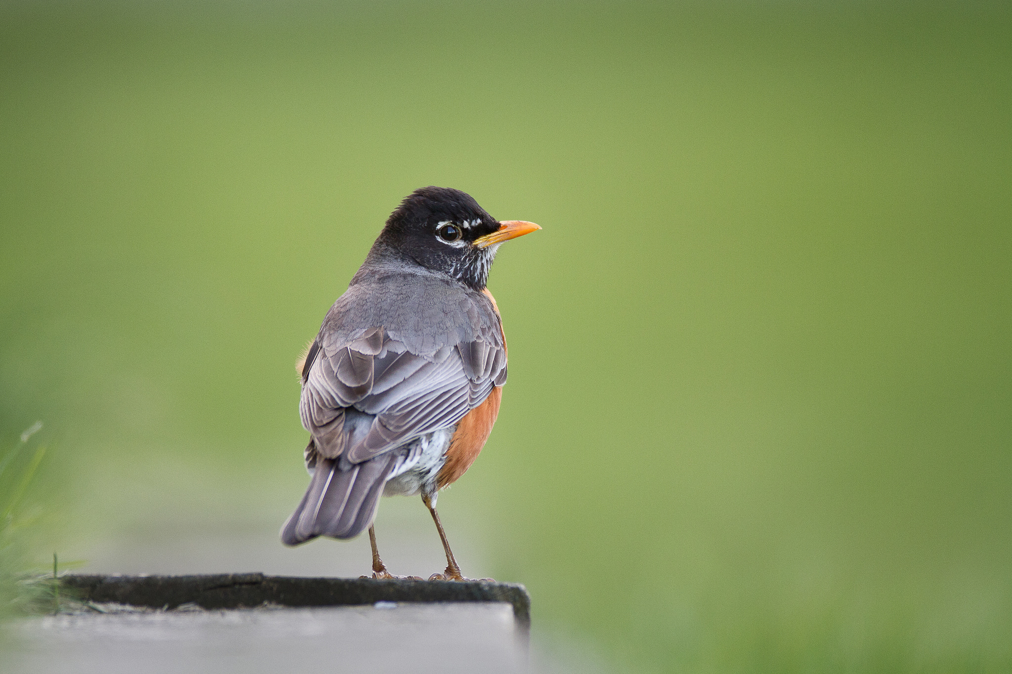 Canon EOS 7D + Canon EF 600mm f/4L IS sample photo. American robin photography