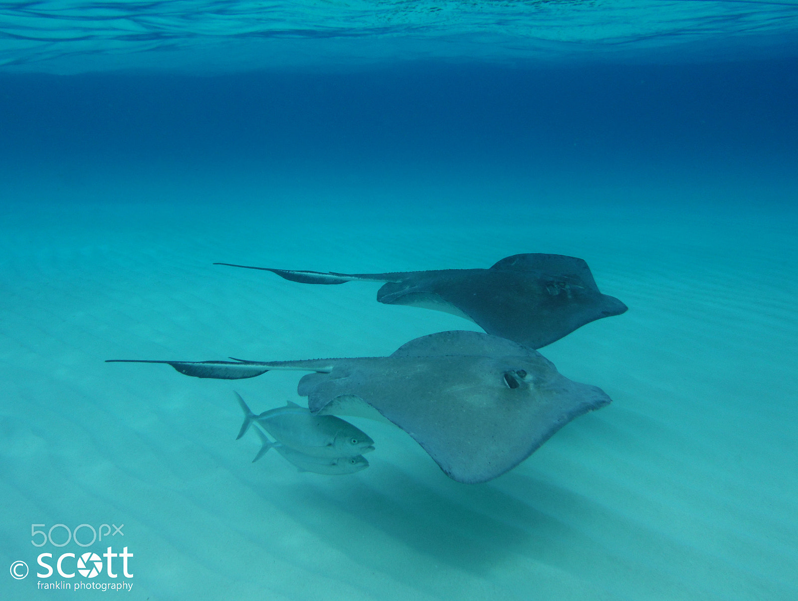 Fujifilm FinePix XP60 sample photo. Stingrays in formation photography