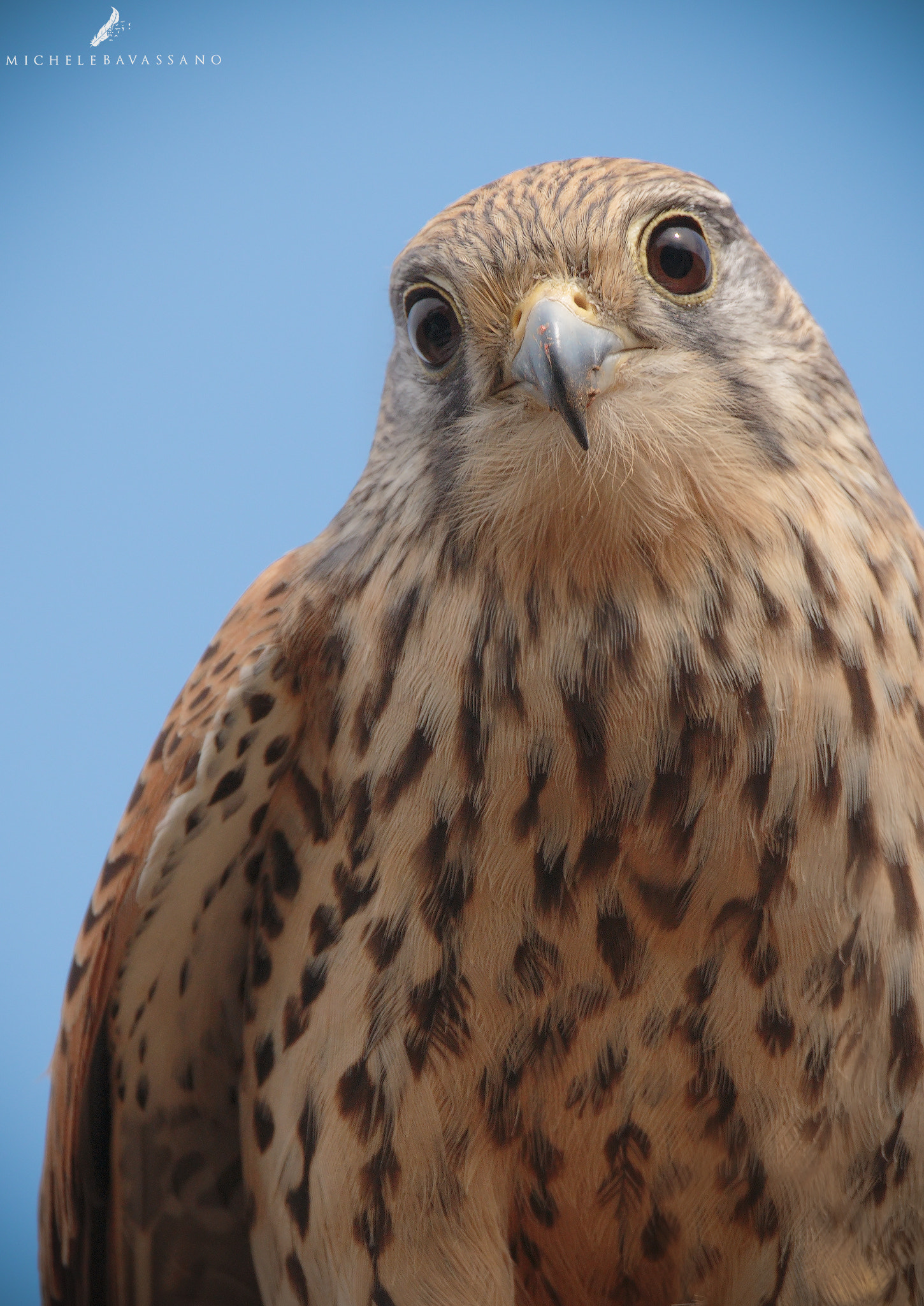 Canon EF 300mm F2.8L IS II USM sample photo. Face to face photography