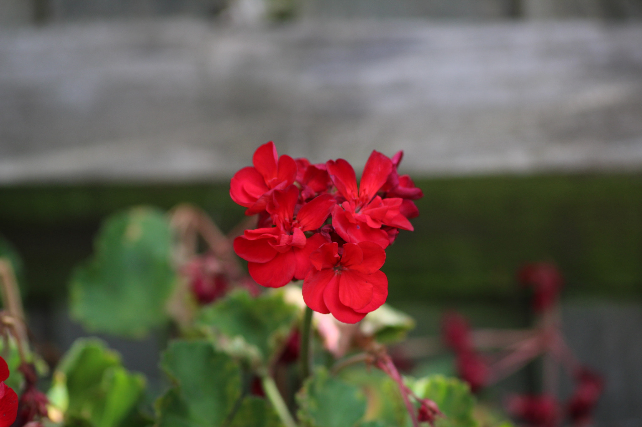 Sigma 70-300mm F4-5.6 APO DG Macro sample photo. 10am 06/09/2016 photography