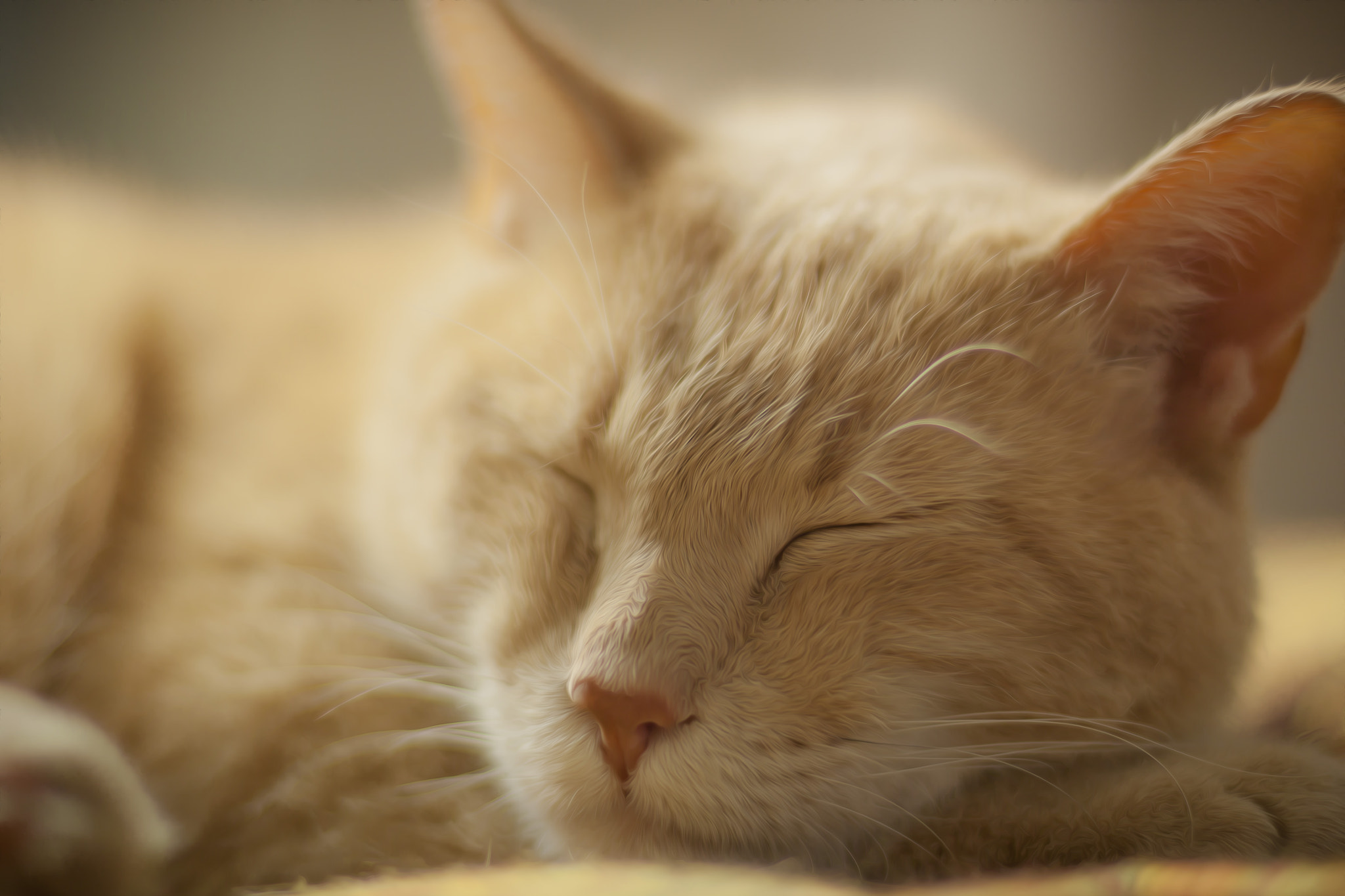 Canon EOS 500D (EOS Rebel T1i / EOS Kiss X3) sample photo. Dreaming photography