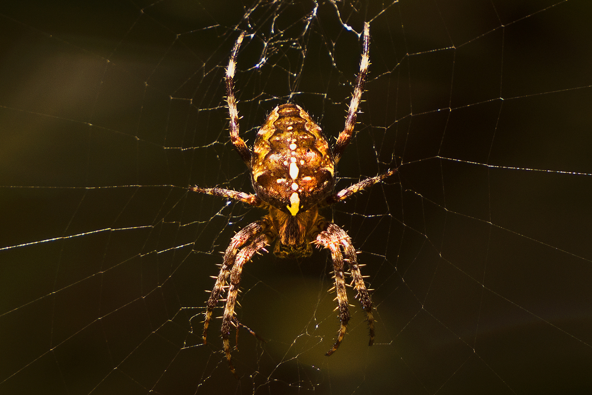 Sony a5100 sample photo. Cross spider photography