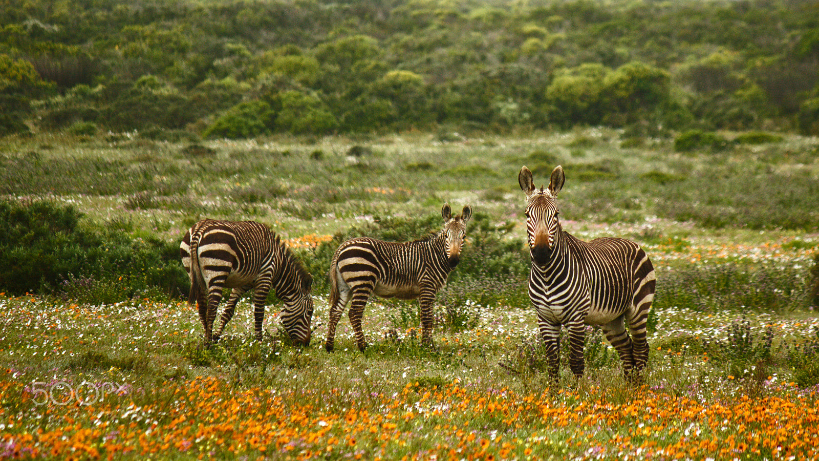 Canon EF-S 55-250mm F4-5.6 IS sample photo. Cape zebra.  hello friendly zebra. photography