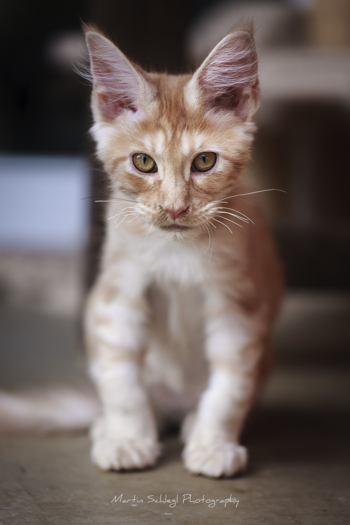 Canon EF 100mm F2.8L Macro IS USM sample photo. Boaz new baby :) photography