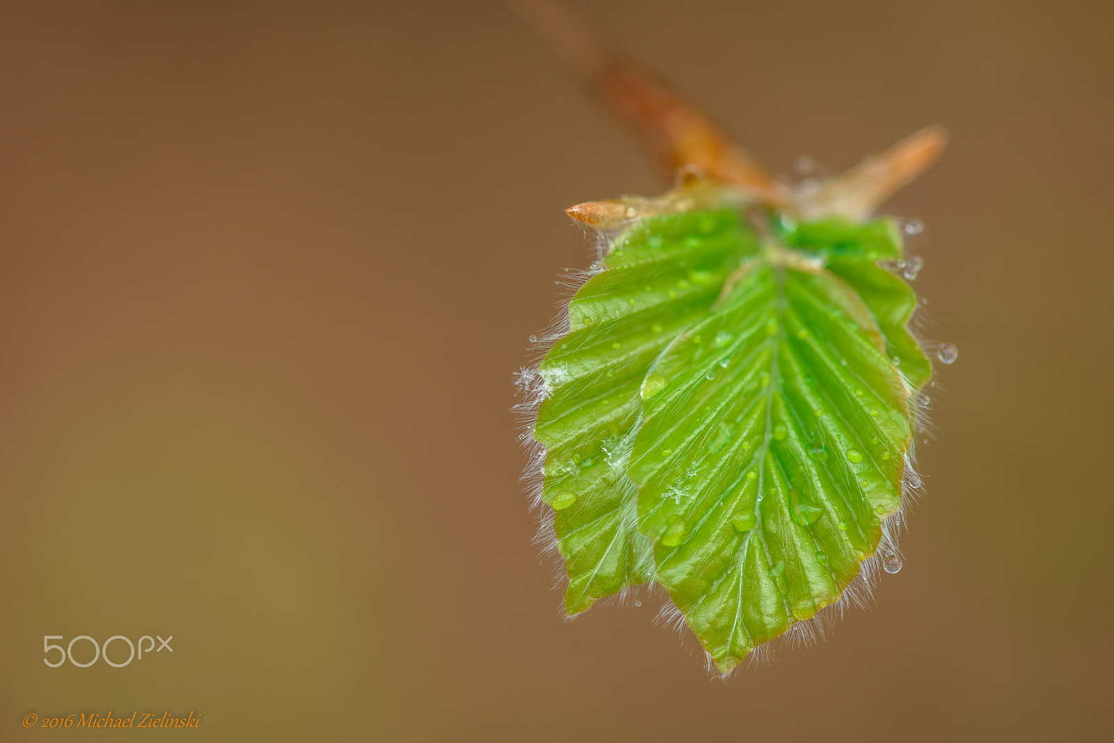 Nikon D810 + Nikon AF Micro-Nikkor 200mm F4D ED-IF sample photo. Buchenblatt / leaf of beech photography