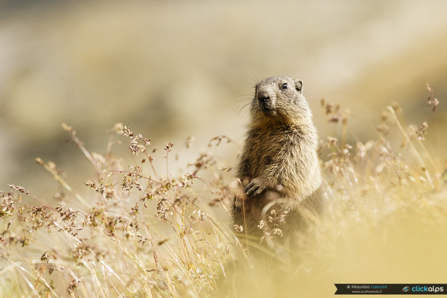 Canon EF 300mm F2.8L IS USM sample photo. Alpine marmot photography