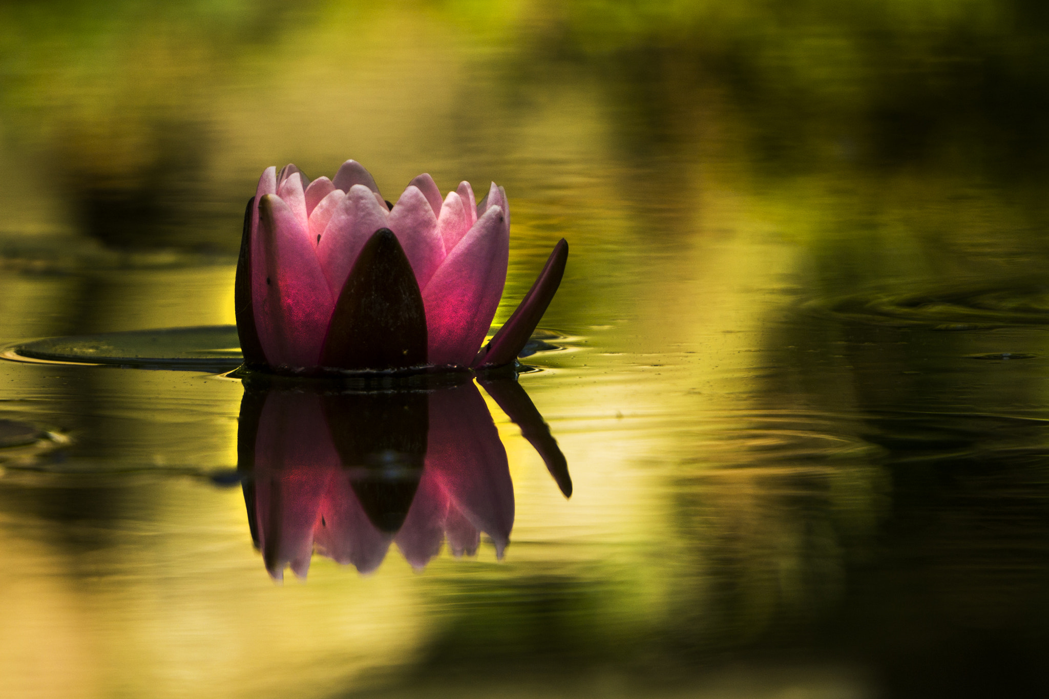 Sony a5100 sample photo. Water lily photography
