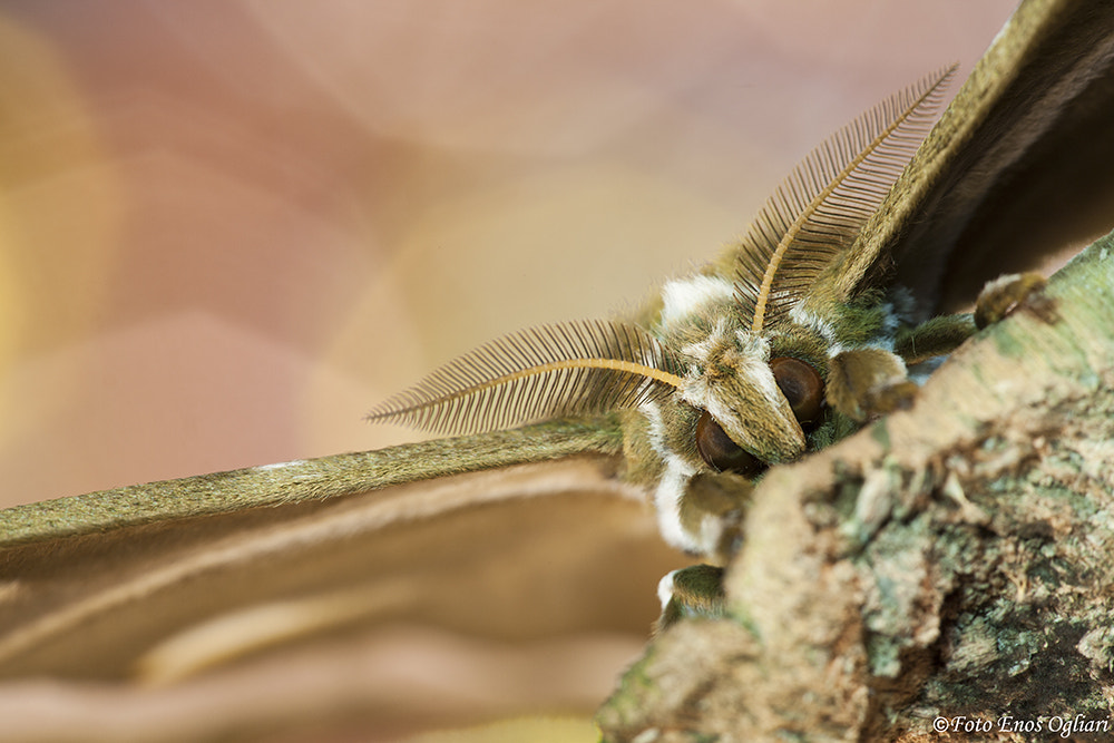Sigma APO Macro 150mm f/2.8 EX DG HSM sample photo