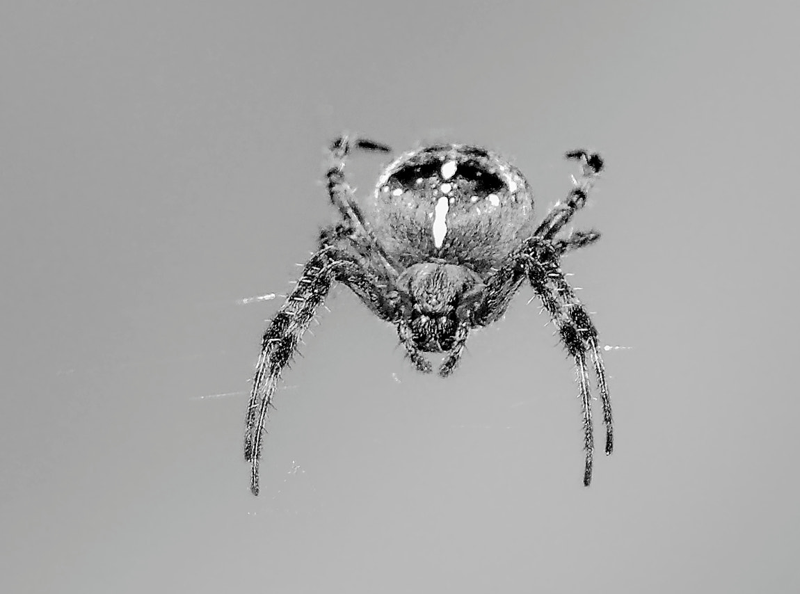Sigma 28-200mm F3.5-5.6 Compact Aspherical Hyperzoom Macro sample photo. Spider photography