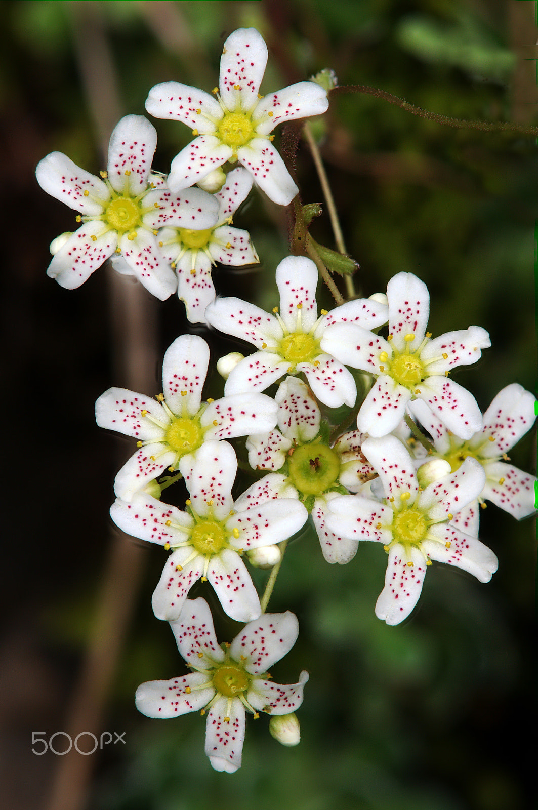 Nikon D300 + Manual Lens No CPU sample photo. Stonecrop photography