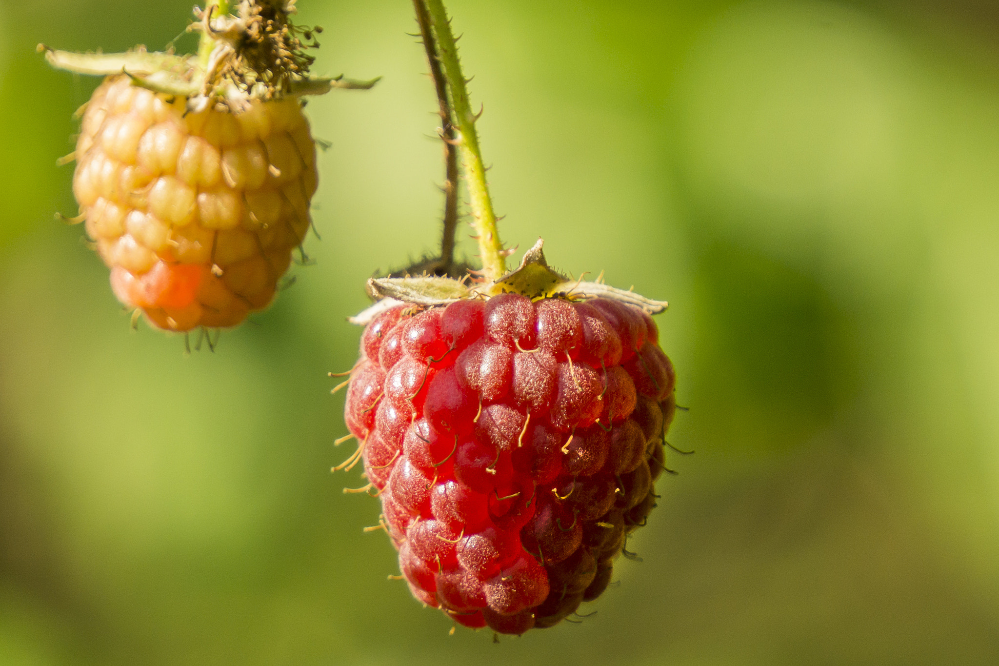 Sony E 55-210mm F4.5-6.3 OSS sample photo. Raspberry photography