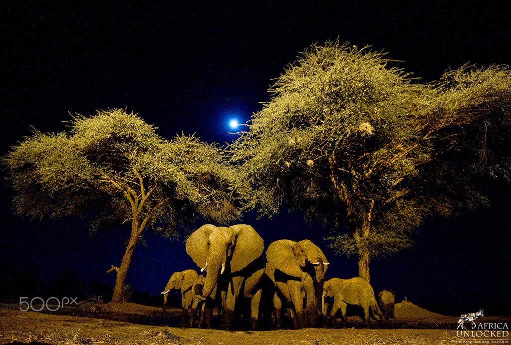 Nikon D3S sample photo. Elephant herd at full moon photography
