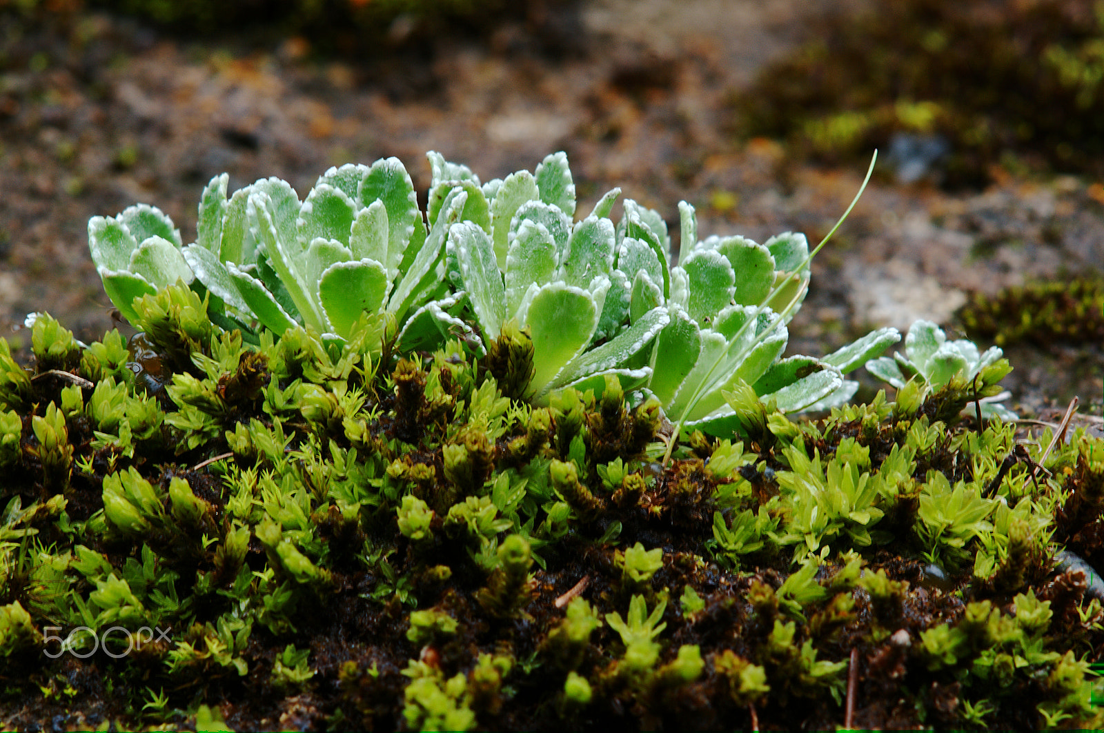 Nikon D300 sample photo. Stonecrop photography