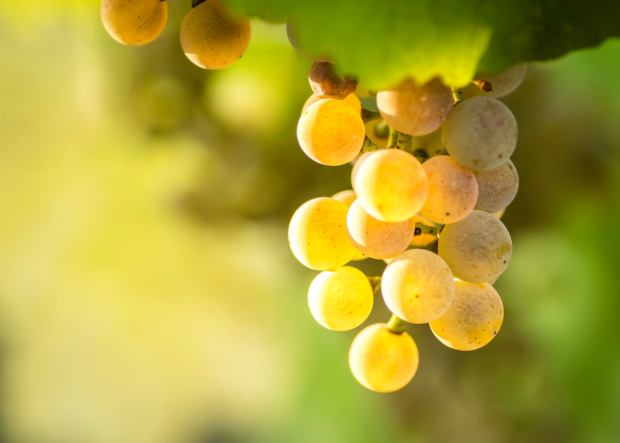 Tamron SP AF 90mm F2.8 Di Macro sample photo. Grappe de raisin photography