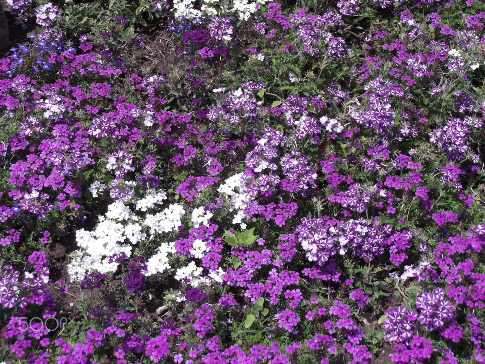 Fujifilm FinePix T310 sample photo. White and purple flower carpet photography