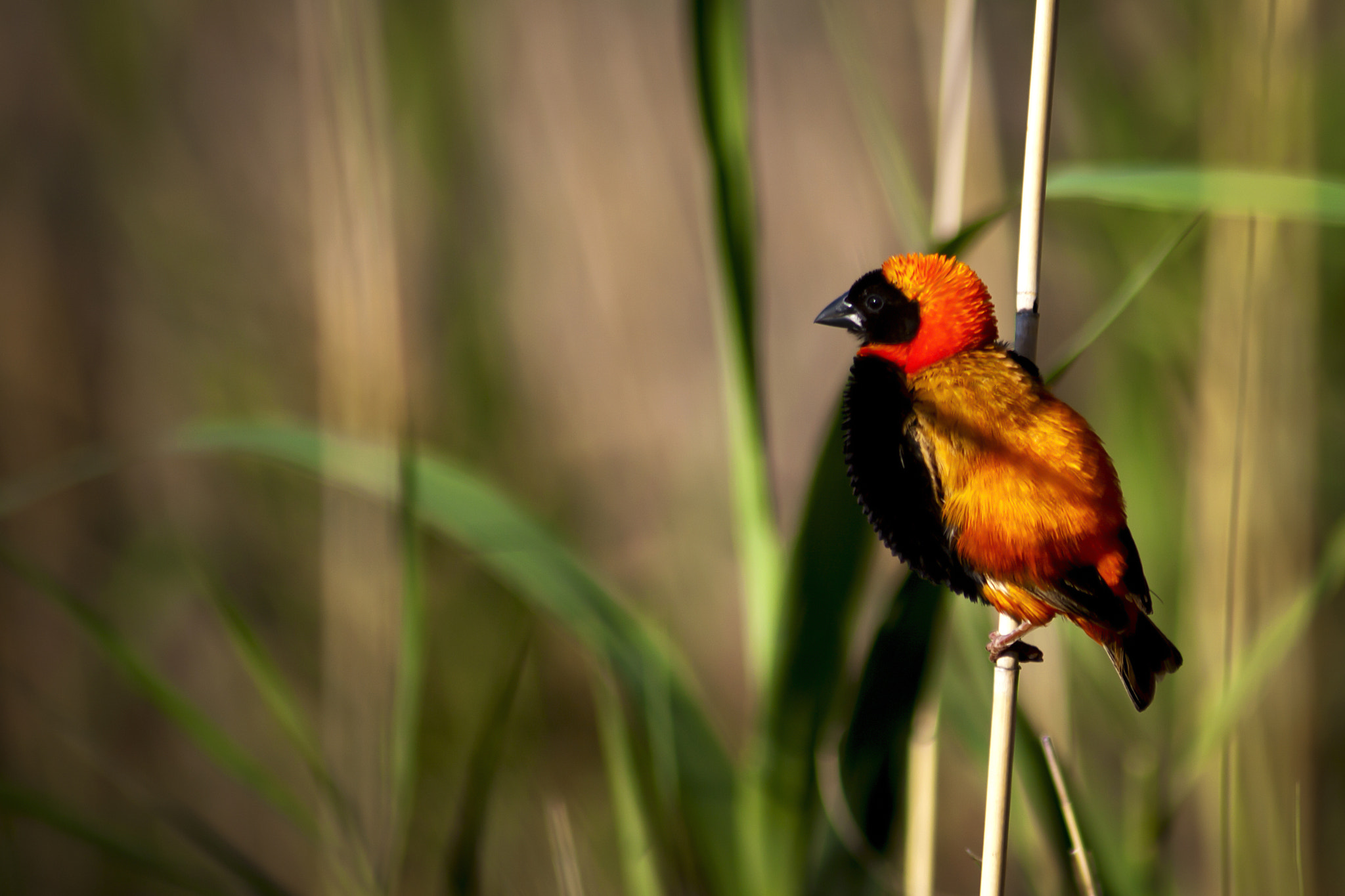 Canon EF 75-300mm F4.0-5.6 IS USM sample photo. Red bishop photography