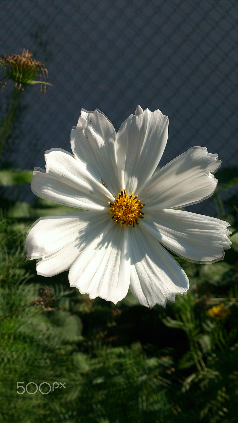 Sony Xperia T sample photo. Floating flower photography