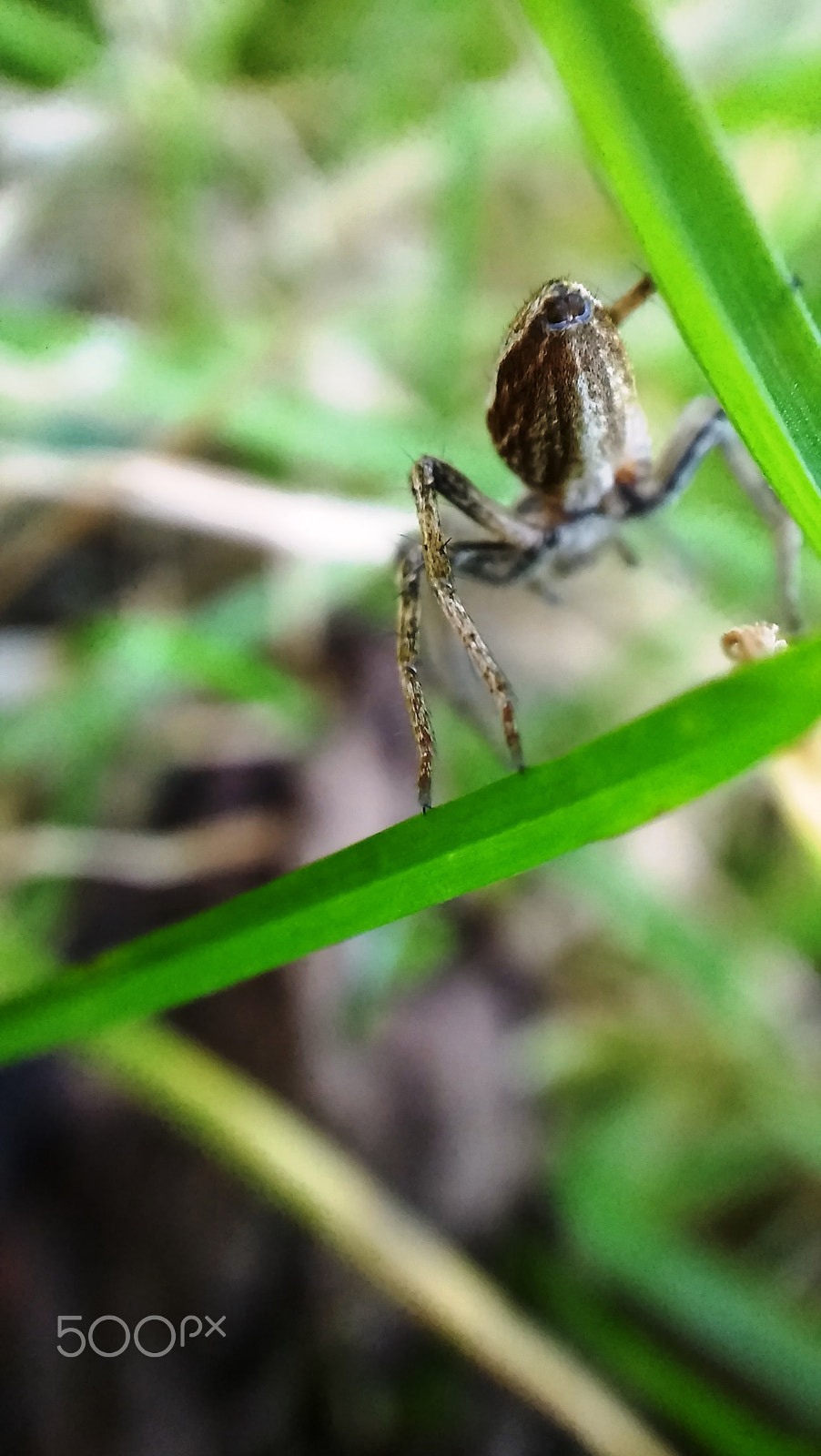 LG SPIRIT 4G LTE sample photo. Spider photography