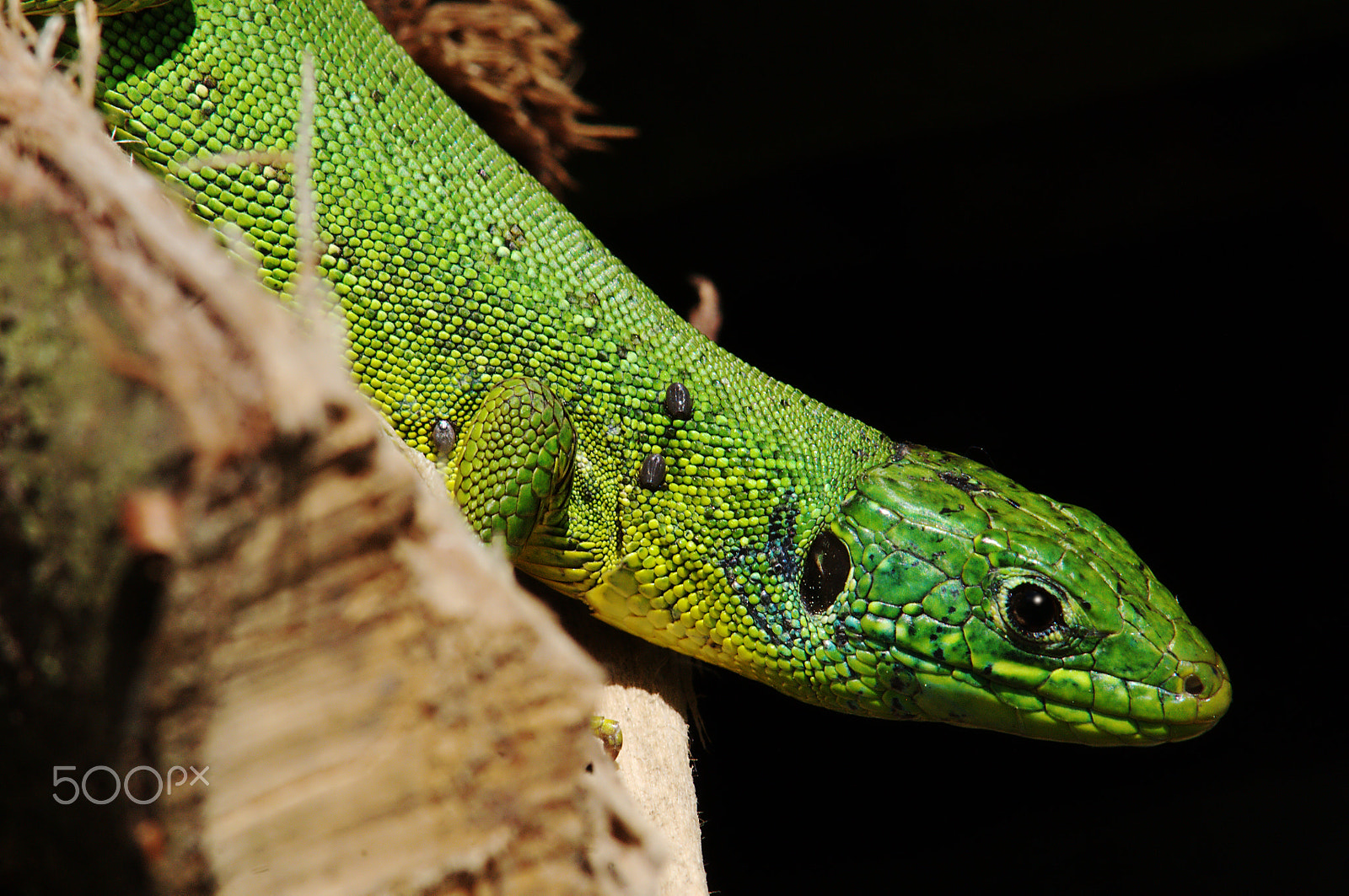 Nikon D300 + Manual Lens No CPU sample photo. Green lizard photography