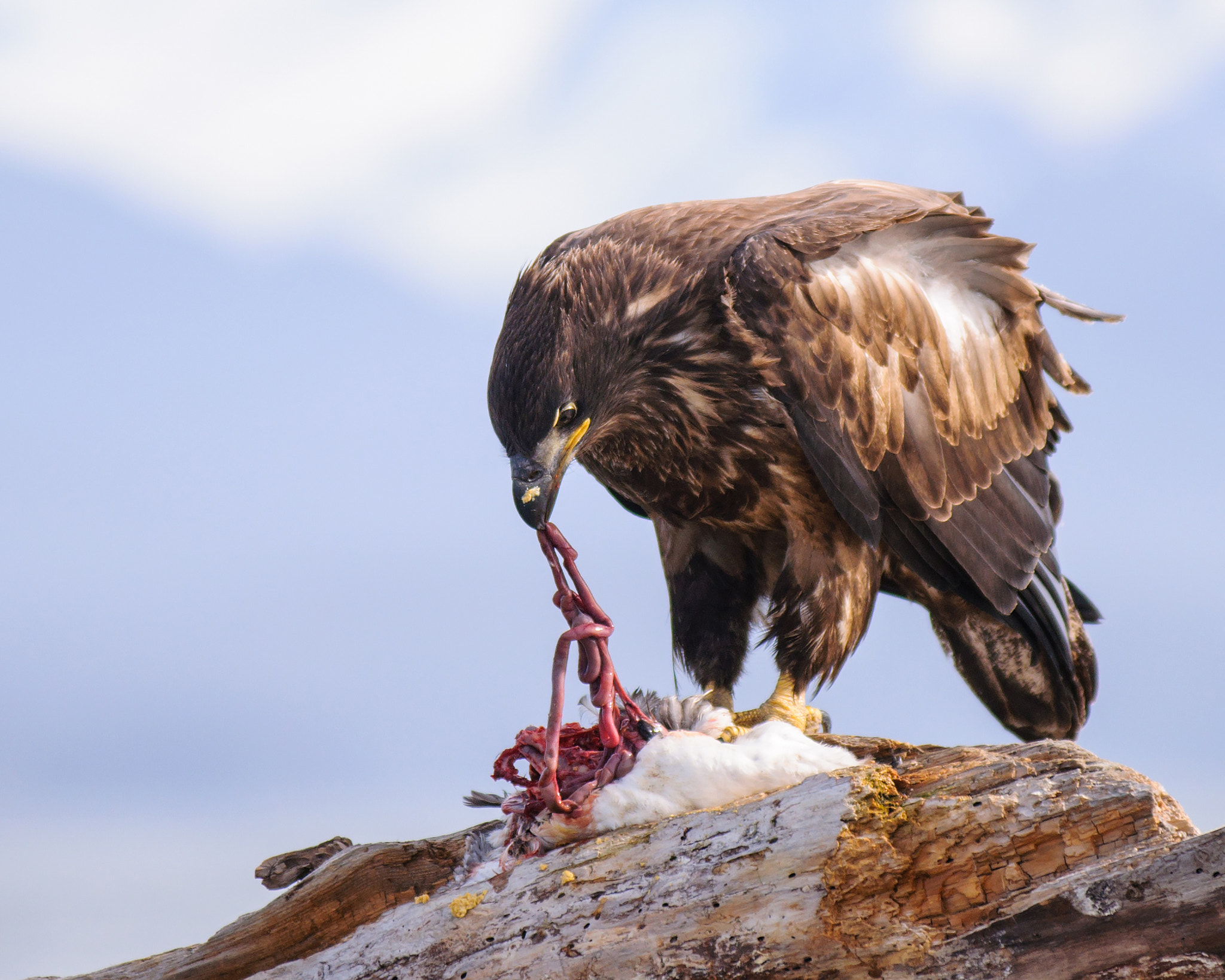 AF-S Zoom-Nikkor 80-200mm f/2.8D IF-ED sample photo. Juvenile bald eagle feasting photography