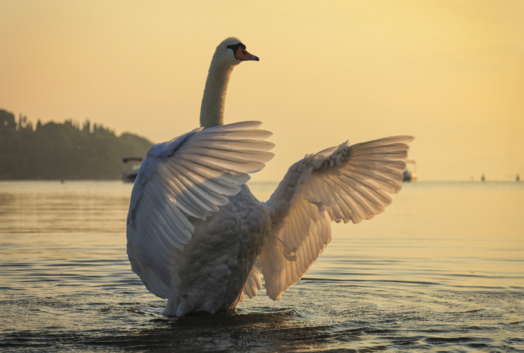 Canon EF 24-70mm F4L IS USM sample photo. Dancing swan photography