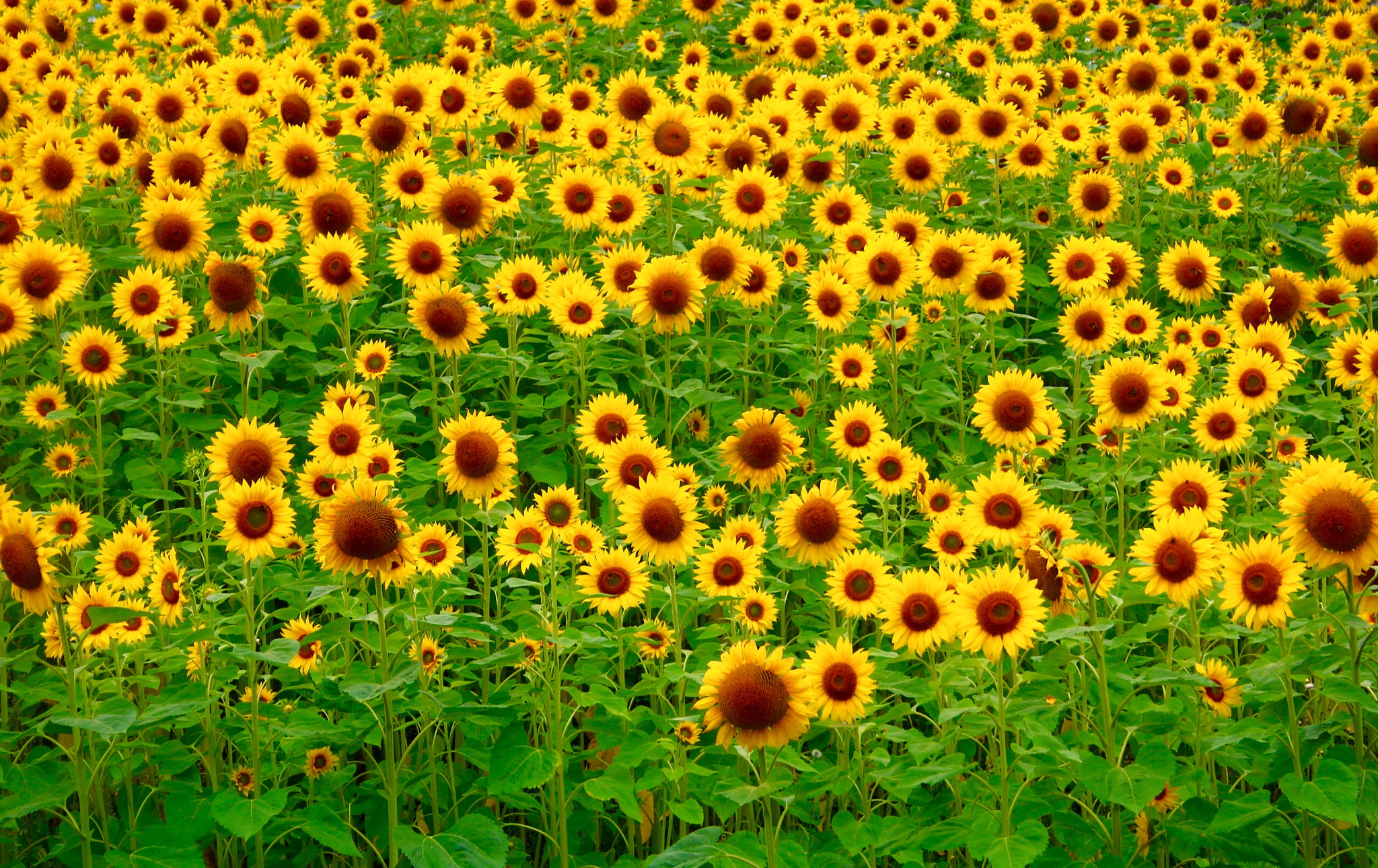 Canon EOS 70D + Canon EF-S 18-55mm F3.5-5.6 sample photo. Sea of sunflowers photography