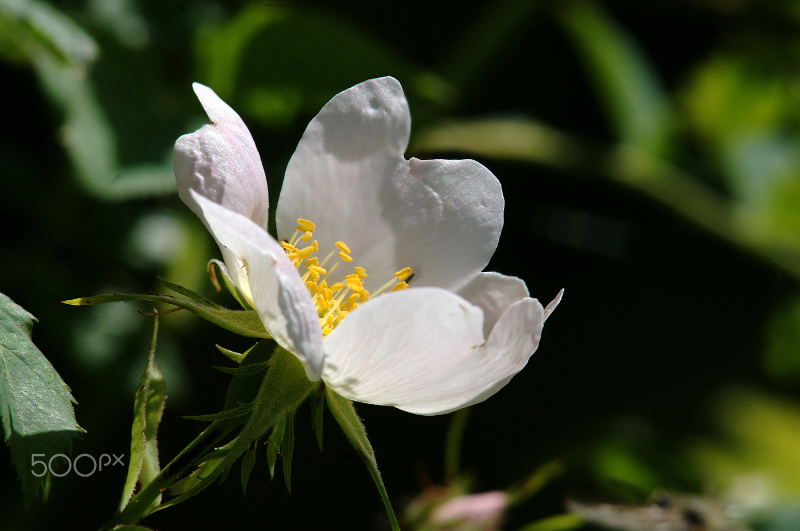 Nikon D300 + Manual Lens No CPU sample photo. Rosa canina photography