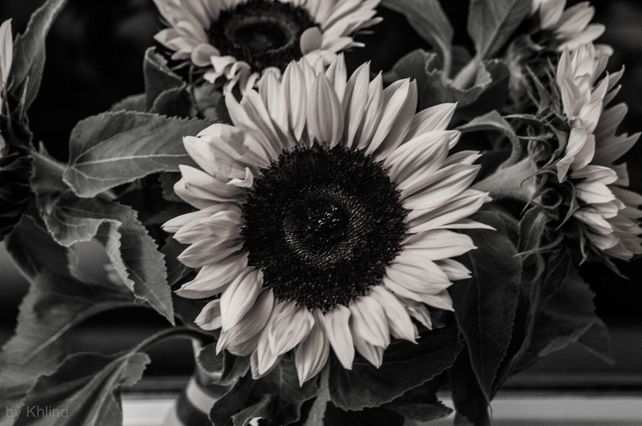Nikon D300 sample photo. Sunflower photography