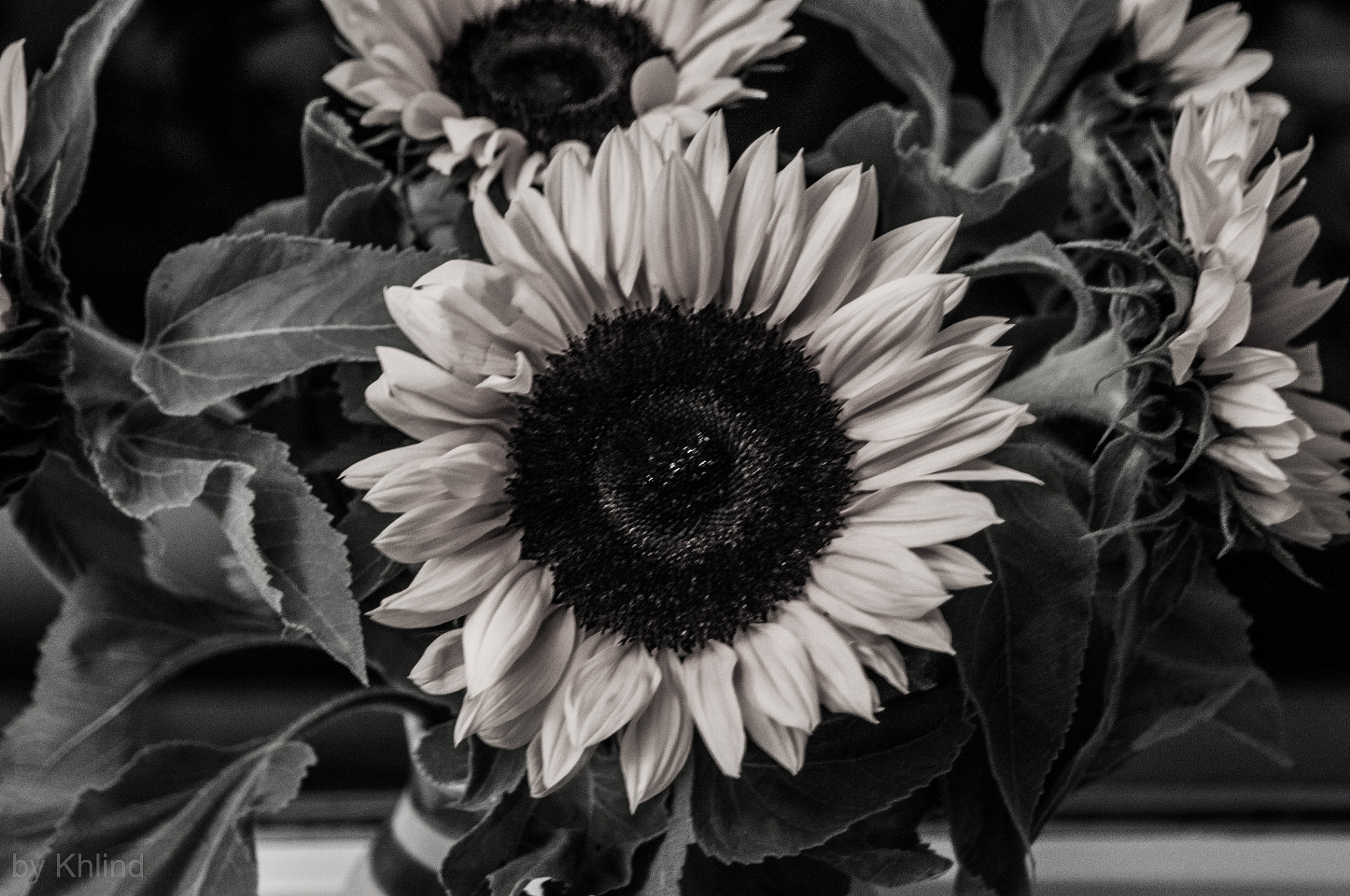 AF Zoom-Nikkor 24-120mm f/3.5-5.6D IF sample photo. Sunflower photography