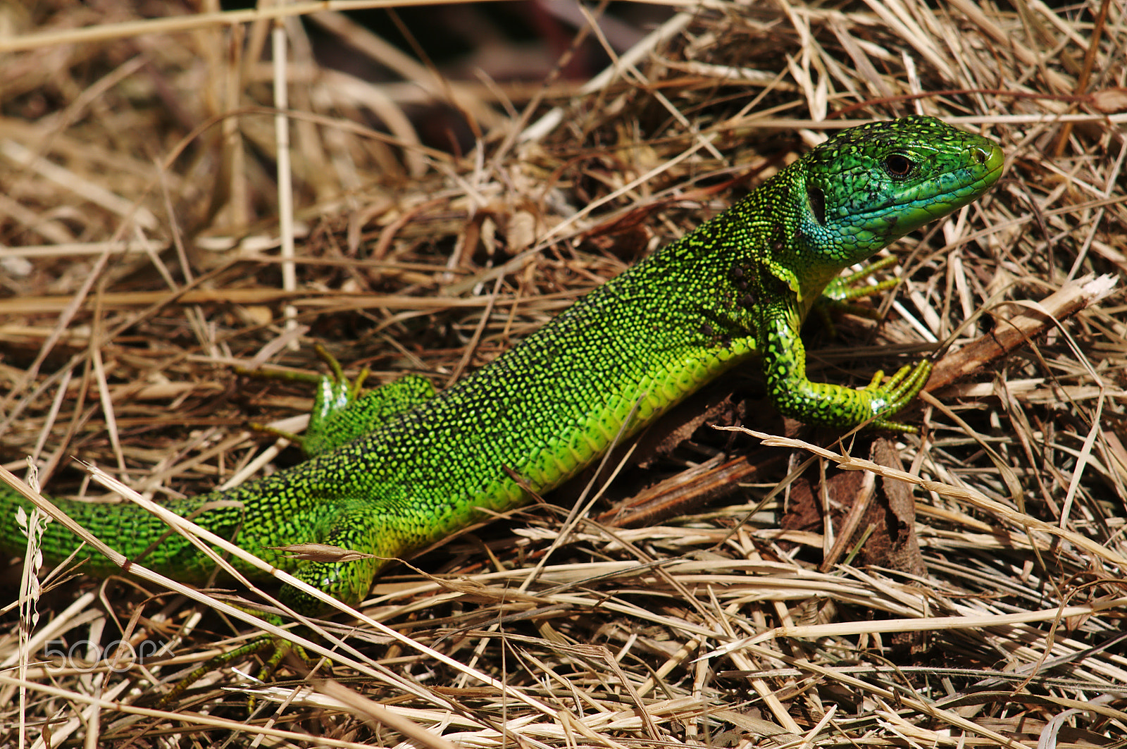 Nikon D300 + Manual Lens No CPU sample photo. Lacerta viridis photography