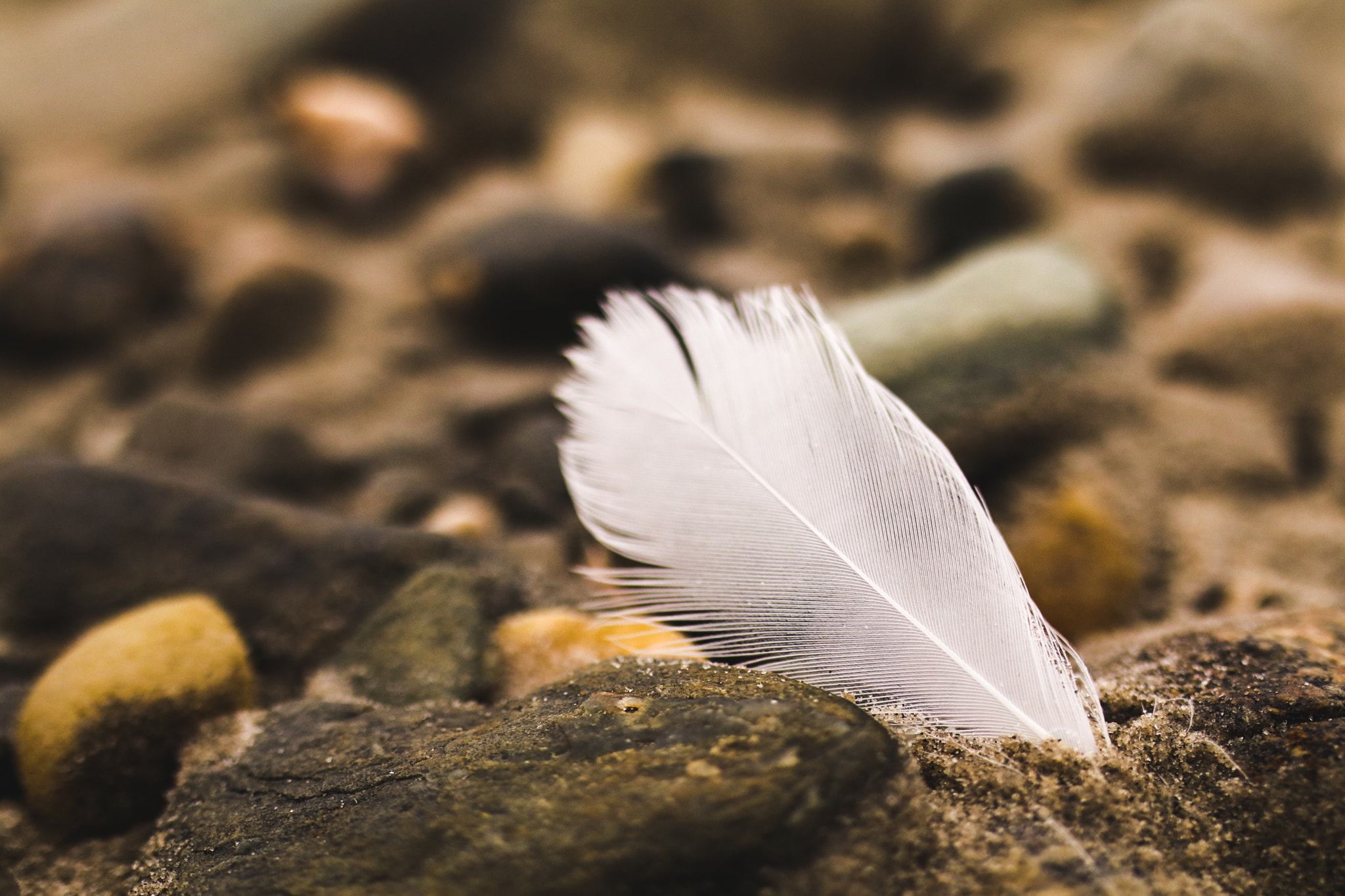 Canon EOS 80D + Sigma 35mm F1.4 DG HSM Art sample photo. Feather photography