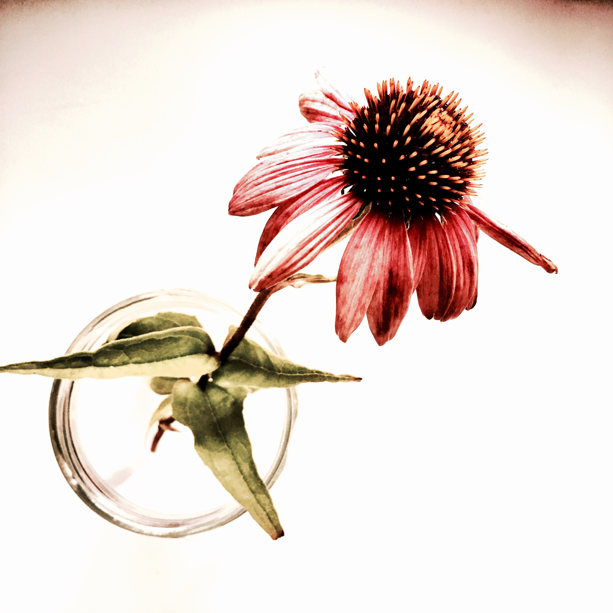 Hipstamatic 320 sample photo. Echinacea photography