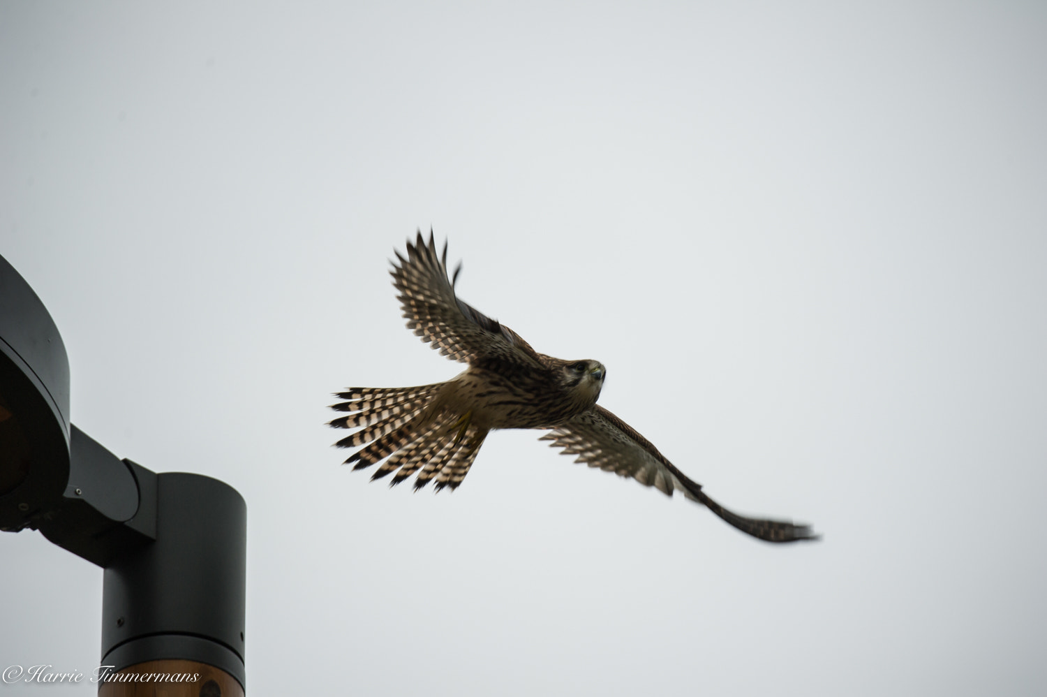 Nikon D3S sample photo. Hti photography