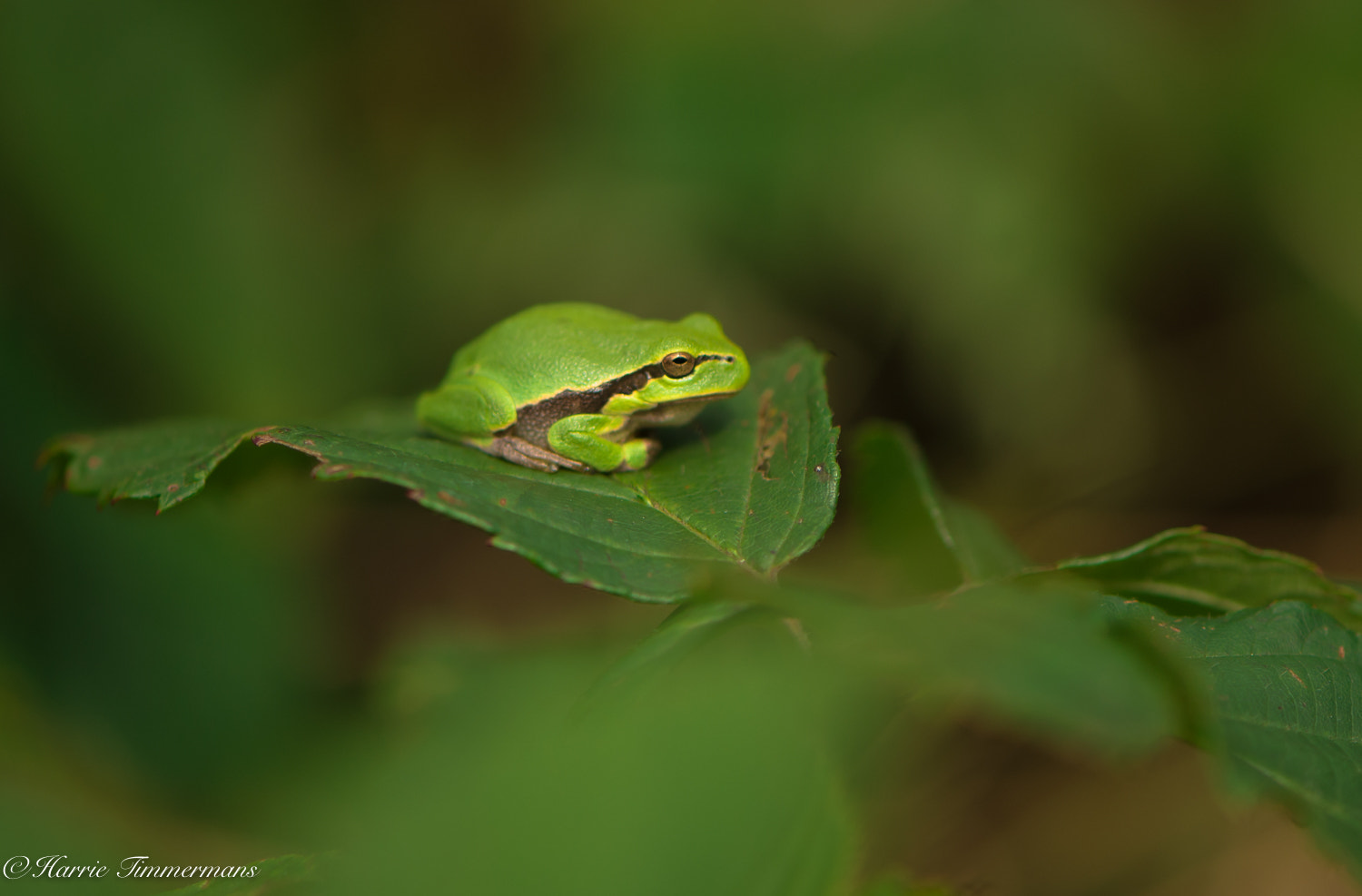 Nikon D4S sample photo. Hti photography