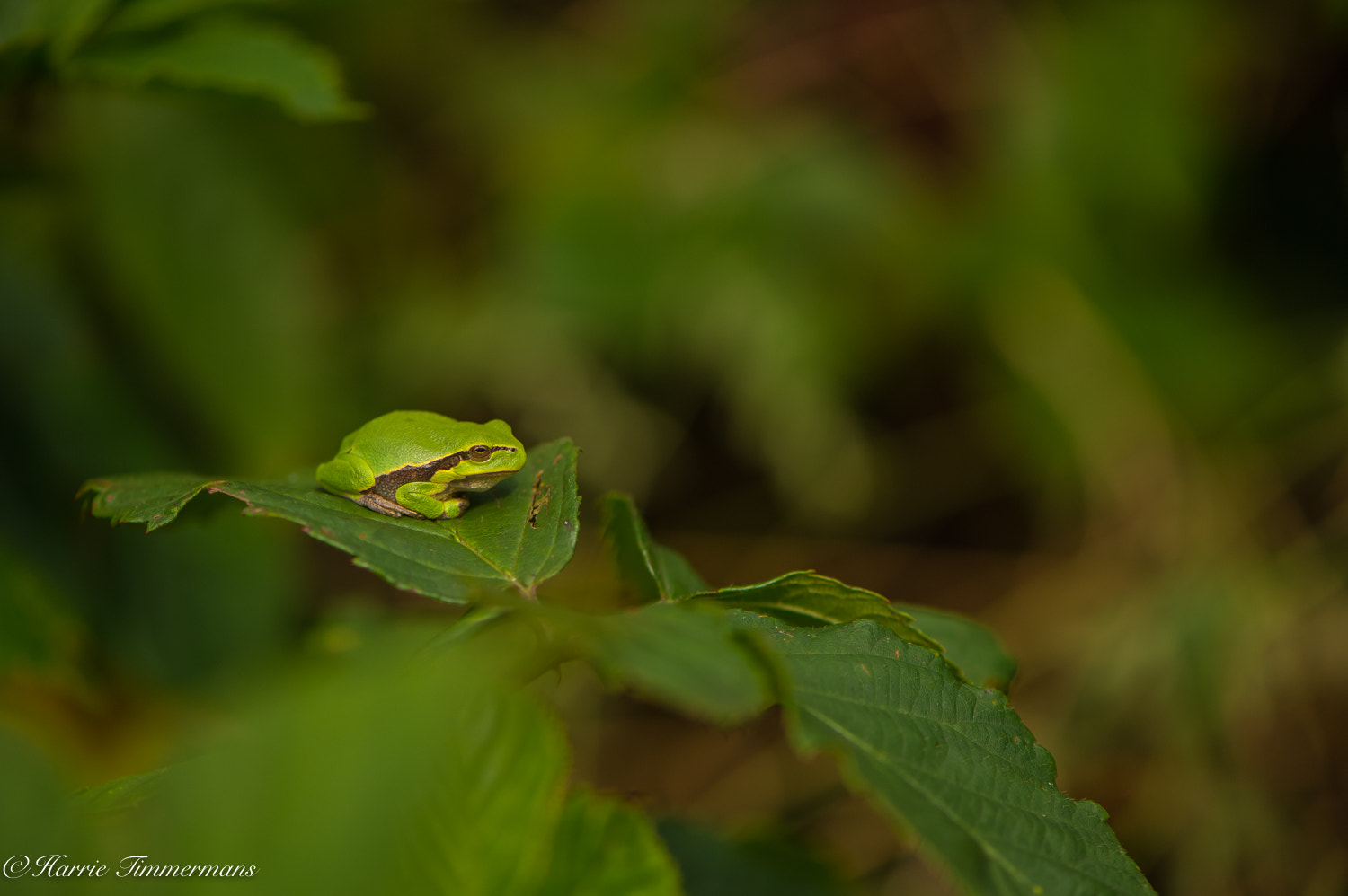Nikon D4S sample photo. Hti photography
