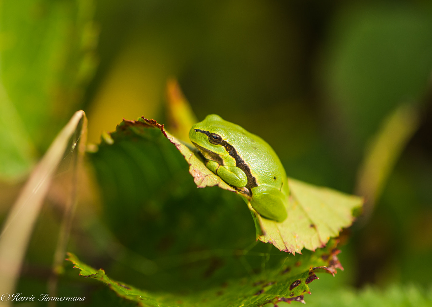 Nikon D4S sample photo. Hti photography