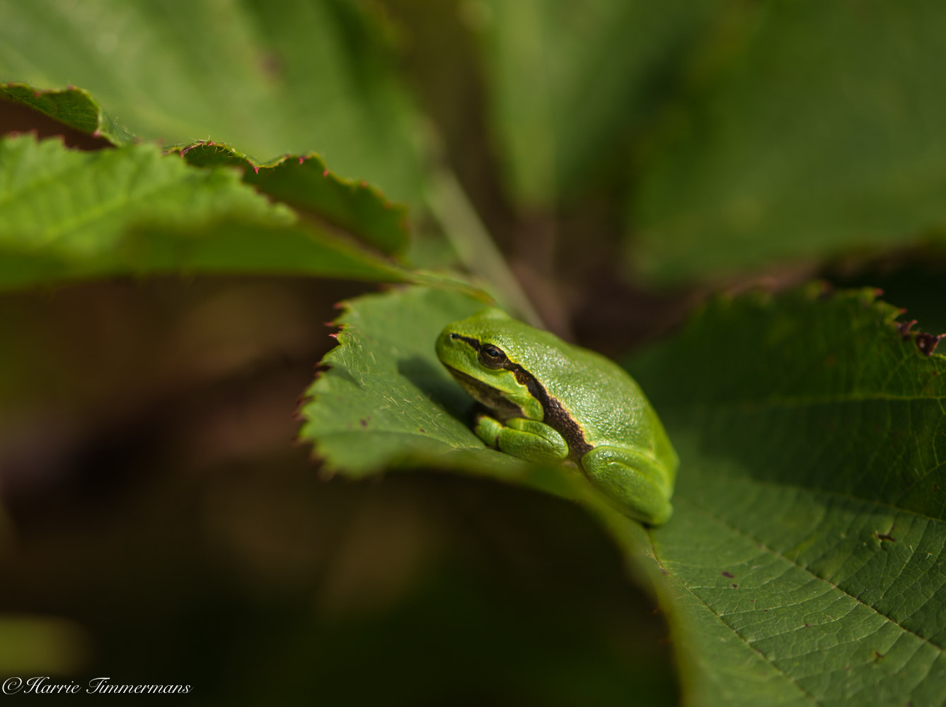 Nikon D4S sample photo. Hti photography