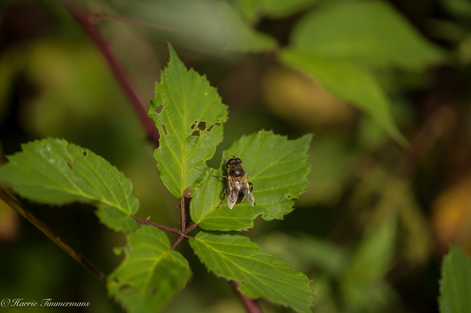 Nikon D4S sample photo. Hti photography