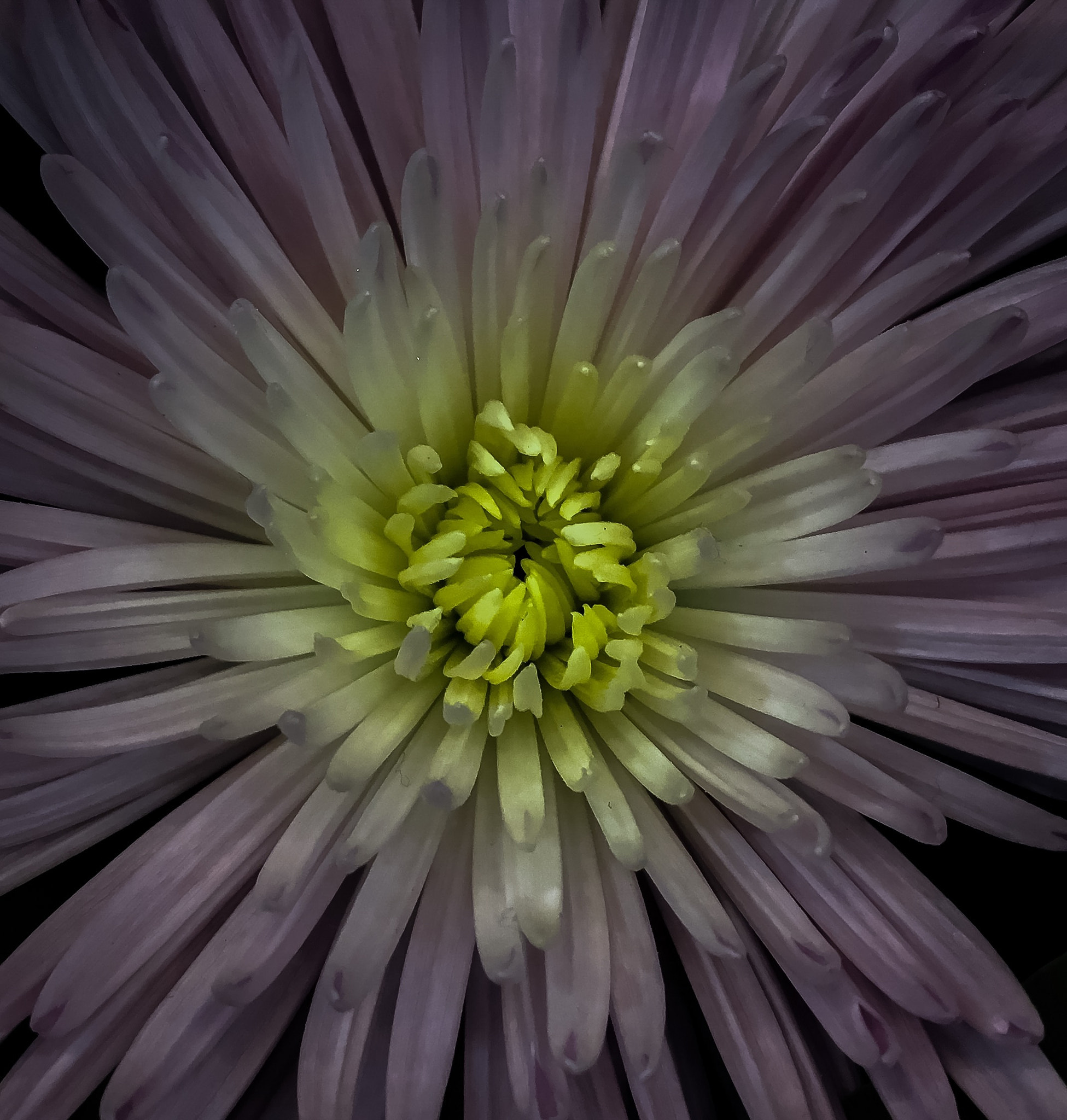 Apple iPhone8,1 sample photo. Spider mum photography