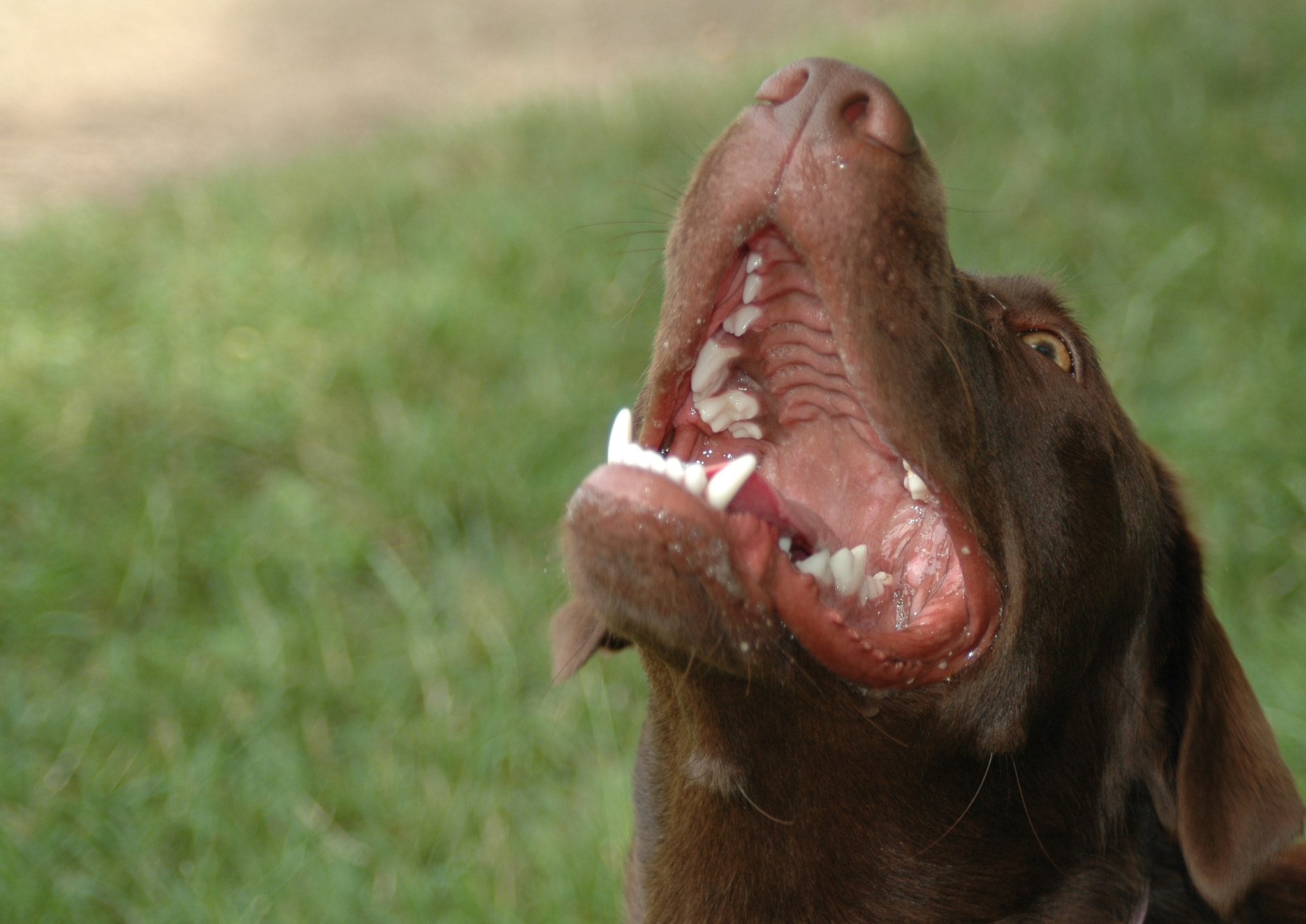 AF Zoom-Nikkor 28-105mm f/3.5-4.5D IF sample photo. Bark whenever you feel like it! photography